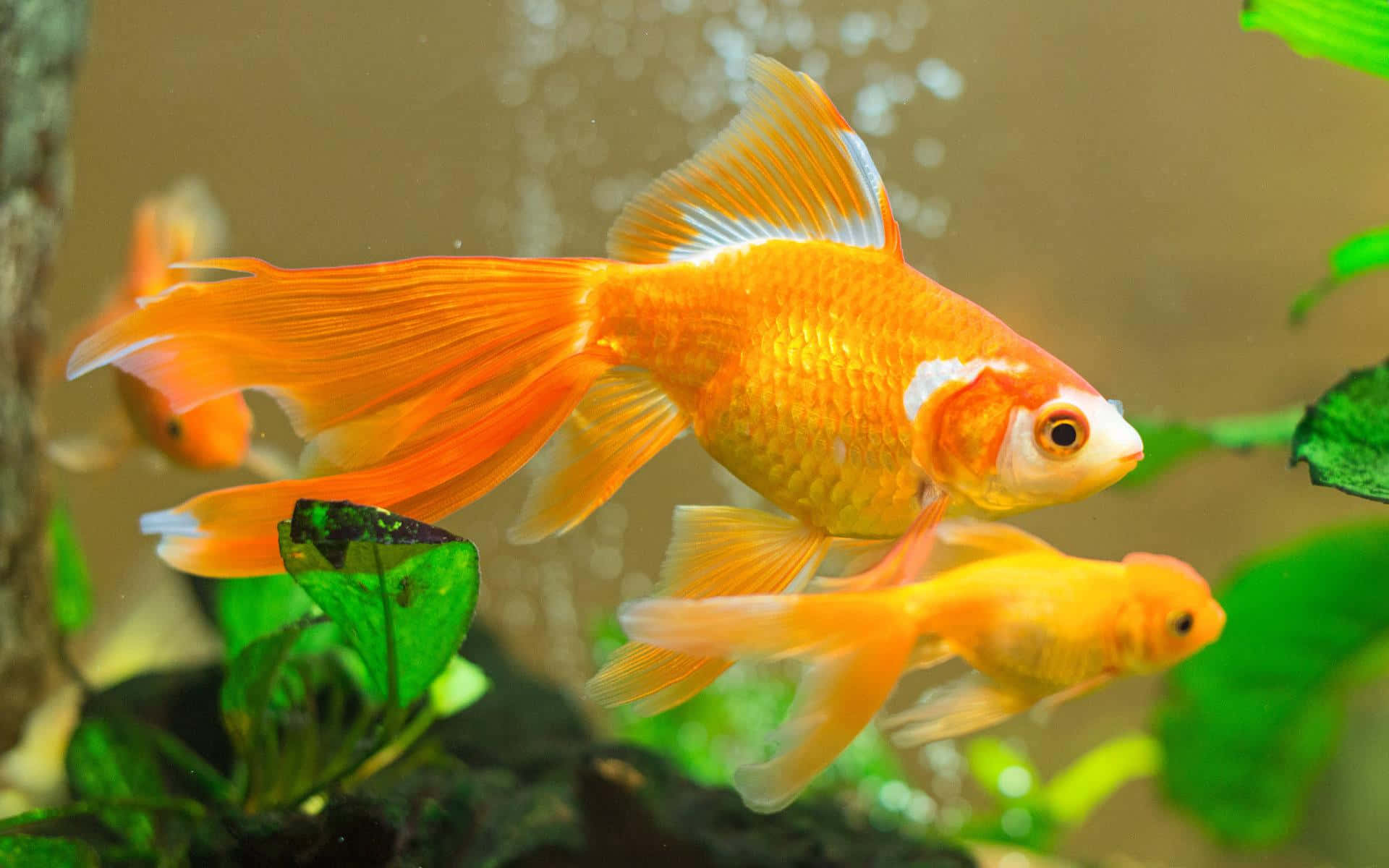 金魚展現其美麗的色彩 壁紙 — 鮮豔的橙色金魚在清澈的水族箱中，優雅地穿梭於茂盛的綠色水生植物之間。