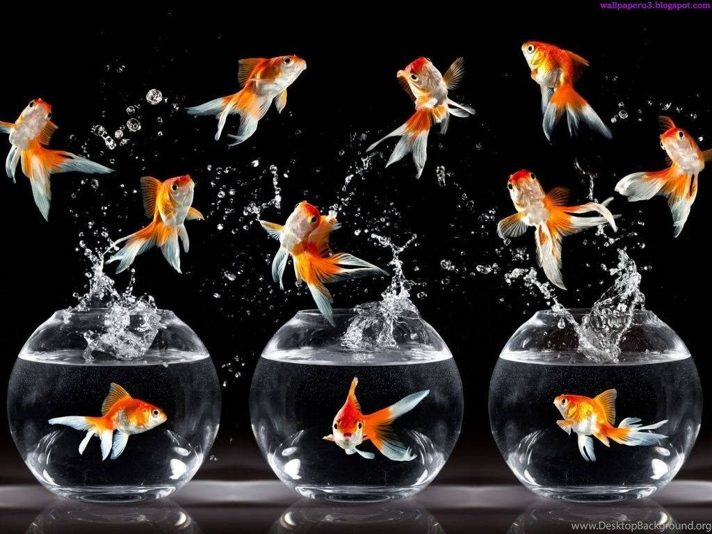 Beautiful Fish 桌布 壁紙 — 金魚從三個玻璃碗中戲劇性地躍起，背景為純黑色，水珠四濺。