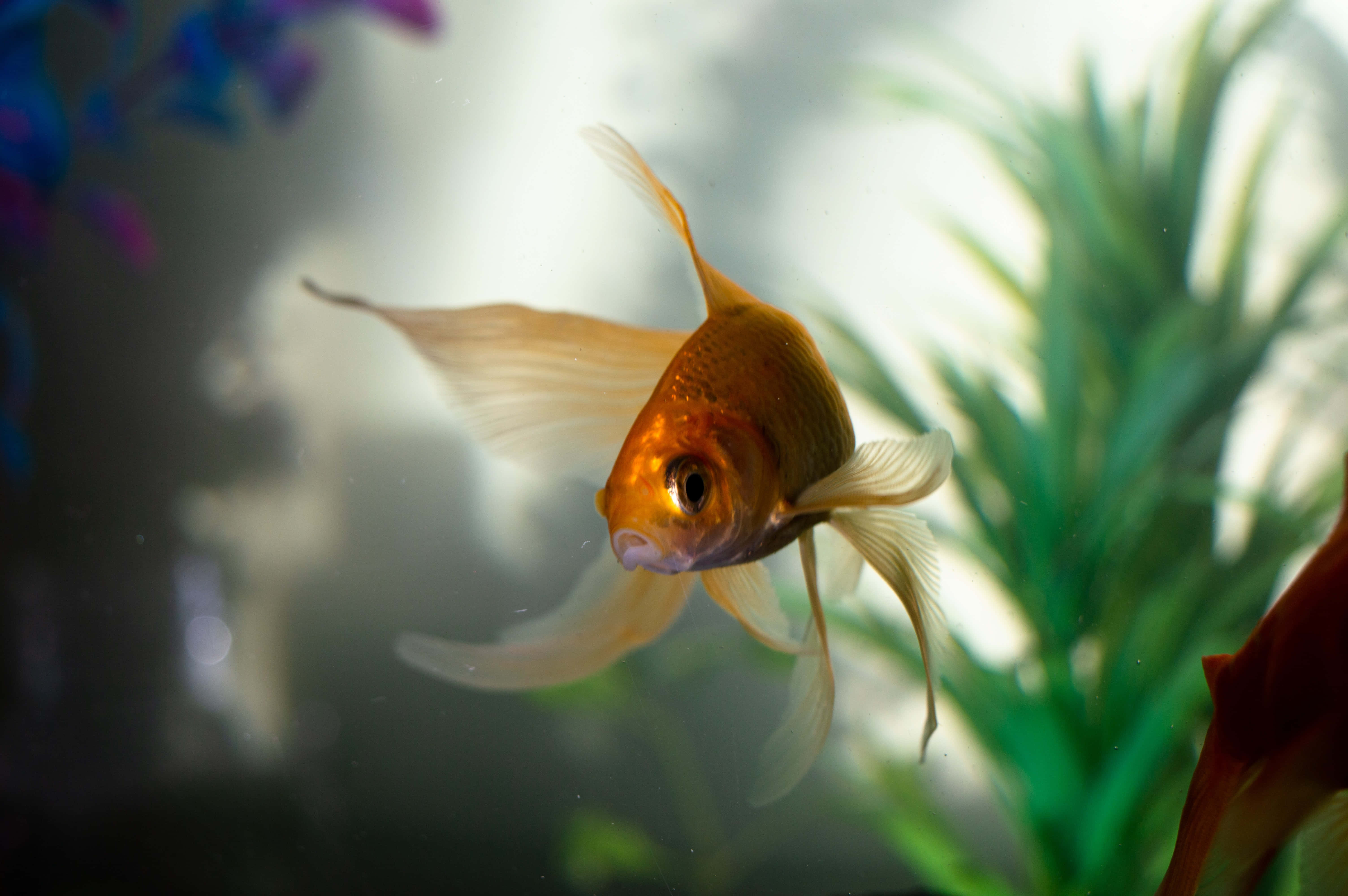 金魚悠遊於充滿驚喜的水景園中 壁紙 — 一條金色魚兒擺動流暢的魚鰭，在柔和燈光的水族箱中優雅地游近綠色水生植物。