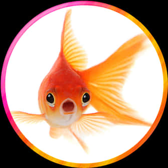 金魚特寫肖像 壁紙