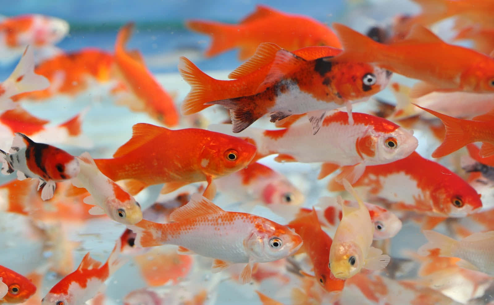 金魚的近距離特寫 壁紙 — 一群充滿活力的橙色和白色金魚在清澈的水中優雅地游動，背景是柔和的藍色。