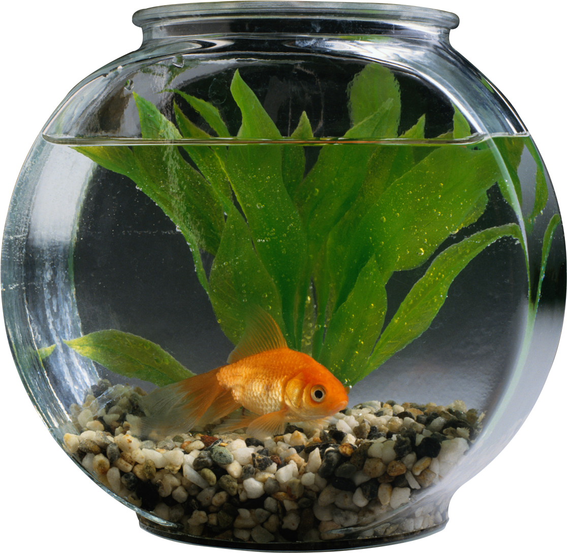 金魚碗水族場景 壁紙 — 一條橙色金魚在一個裝滿水、綠色植物和彩色鵝卵石的圓形玻璃碗中優雅地游動。