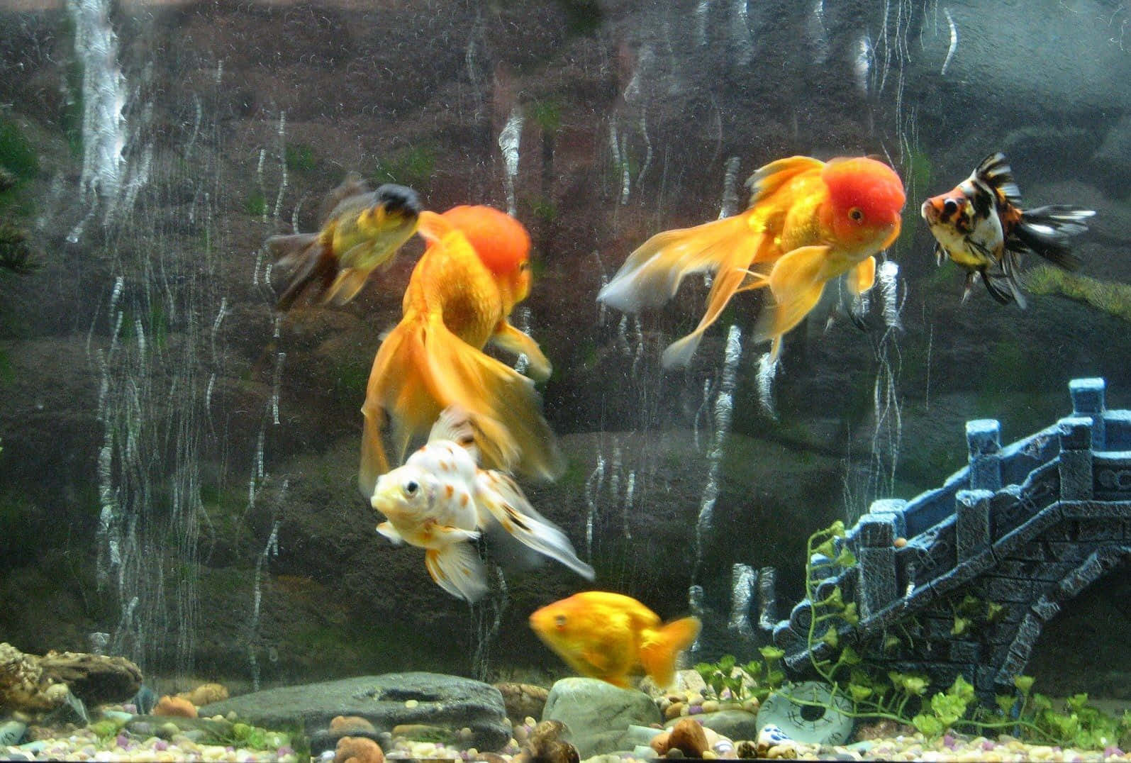 金魚種類魚缸背景 壁紙 — 色彩繽紛的金魚在裝飾有水瀑布和石橋的水族箱中優雅地游動。