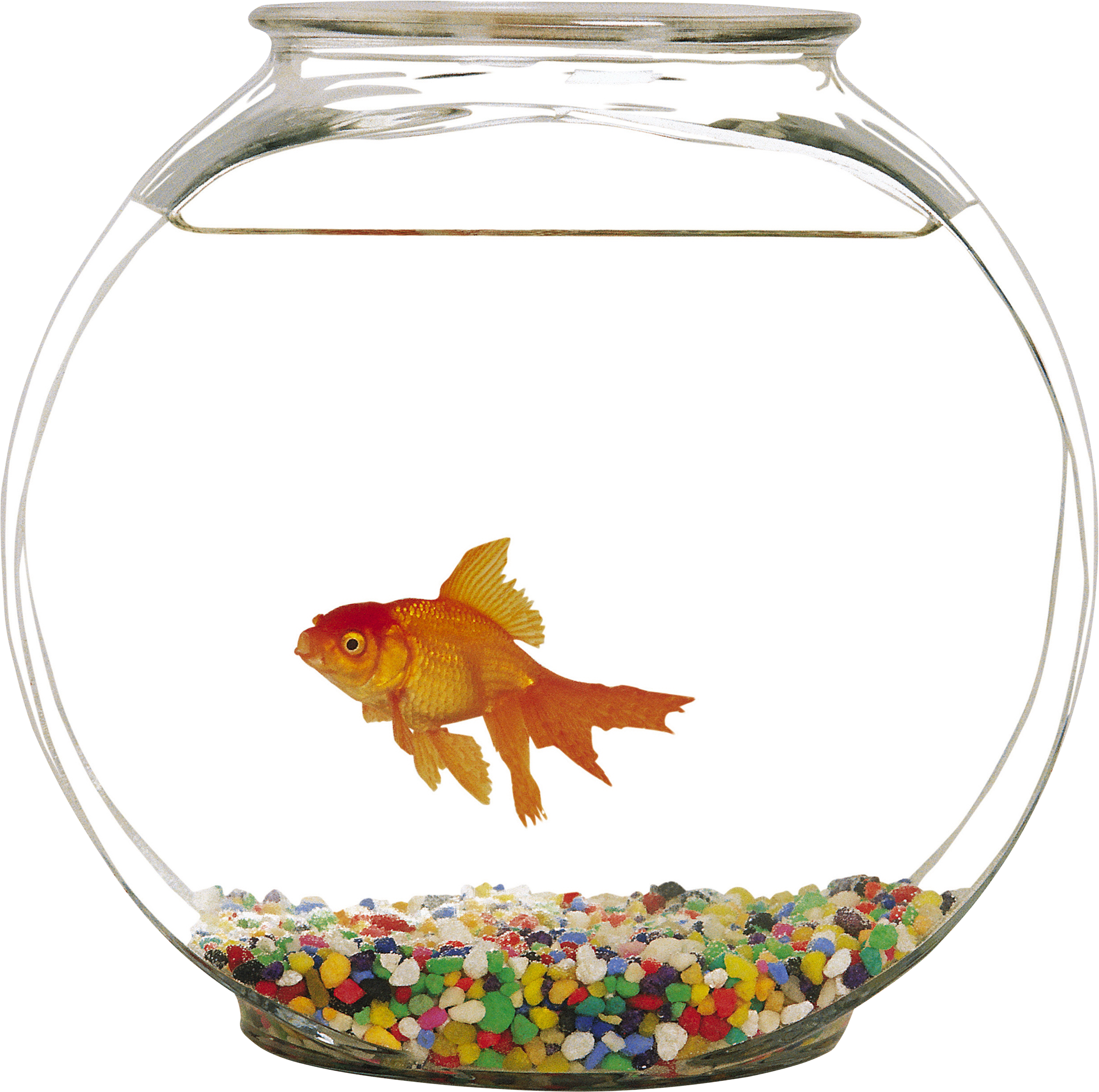 金魚缸 壁紙 — 一條橙色金魚在一個裝滿彩色卵石和清水的圓形玻璃碗中優雅地游動。