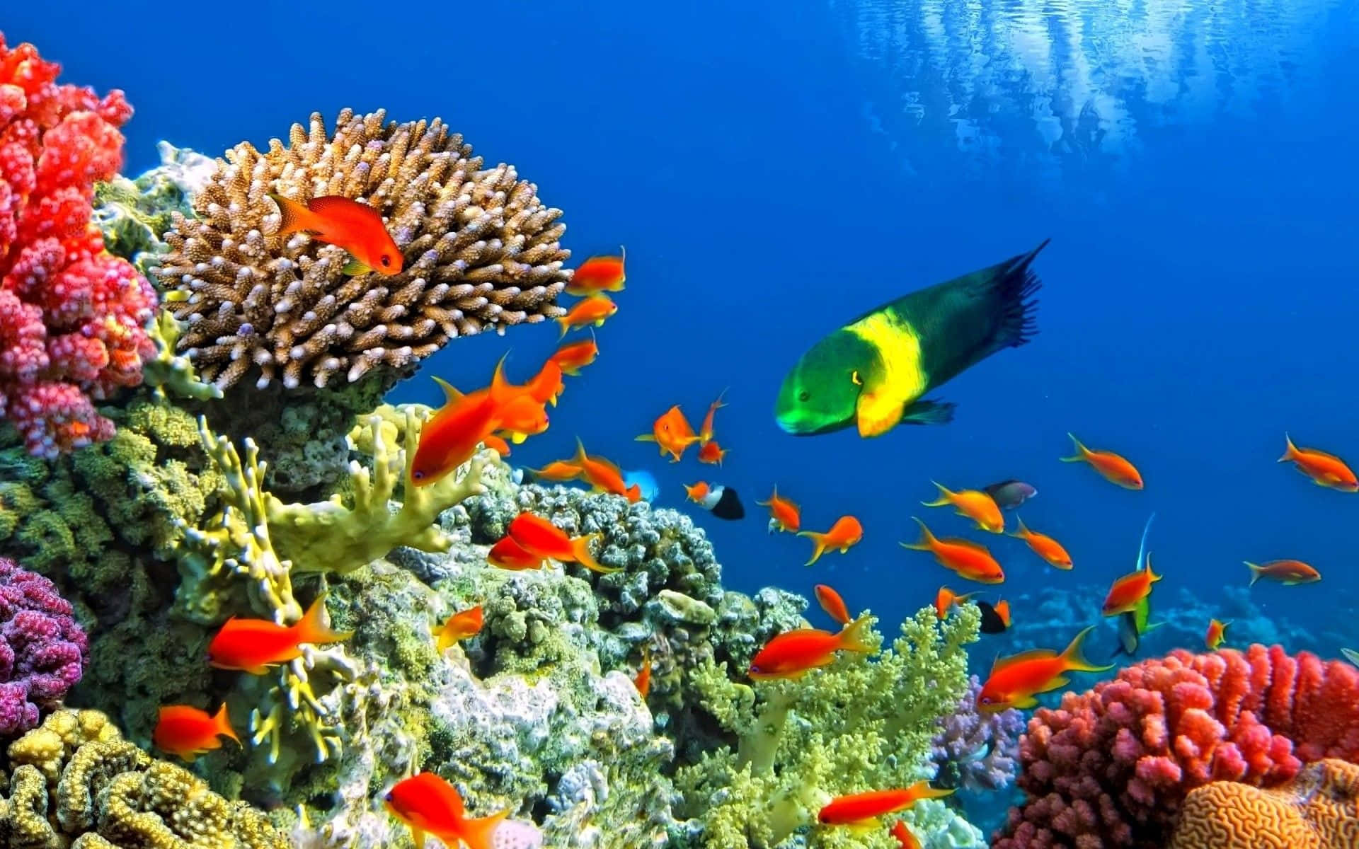 金魚與掃尾鰕魚魚缸背景 壁紙 — 充滿活力的珊瑚礁，有橙色魚類和一條大型黃綠色鸚哥魚在清澈的藍色海水中游動。