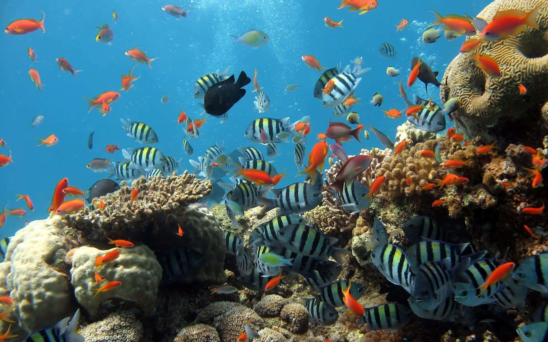 金魚與條紋魚海底圖 壁紙 — 色彩繽紛的熱帶魚在清澈的藍色海水中，穿梭於色彩斑斕的珊瑚群之間。