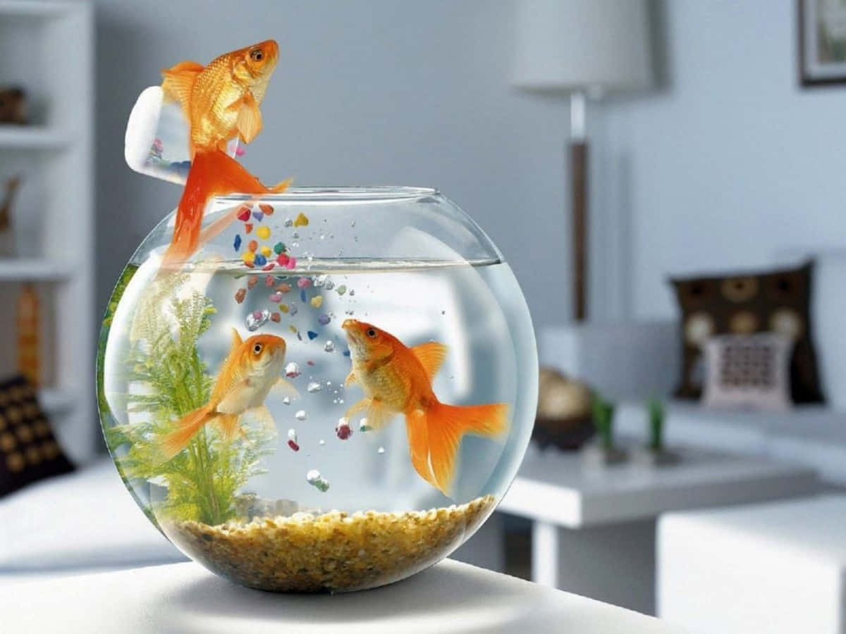 三條金魚在一個裝有彩色卵石和綠色植物的圓碗中。