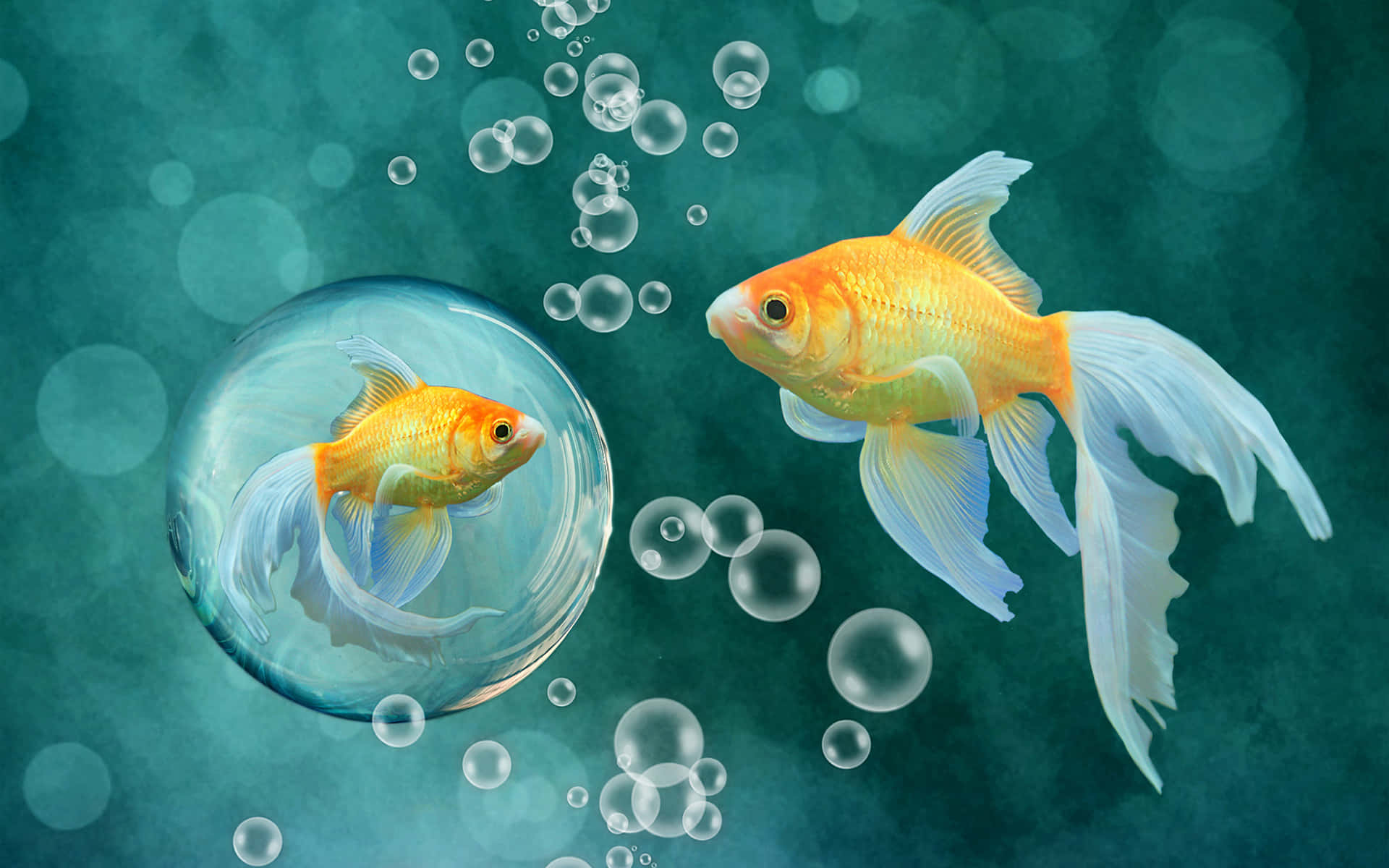 兩條金魚，一條在氣泡中，一條自由，周圍有氣泡在藍綠色水中。