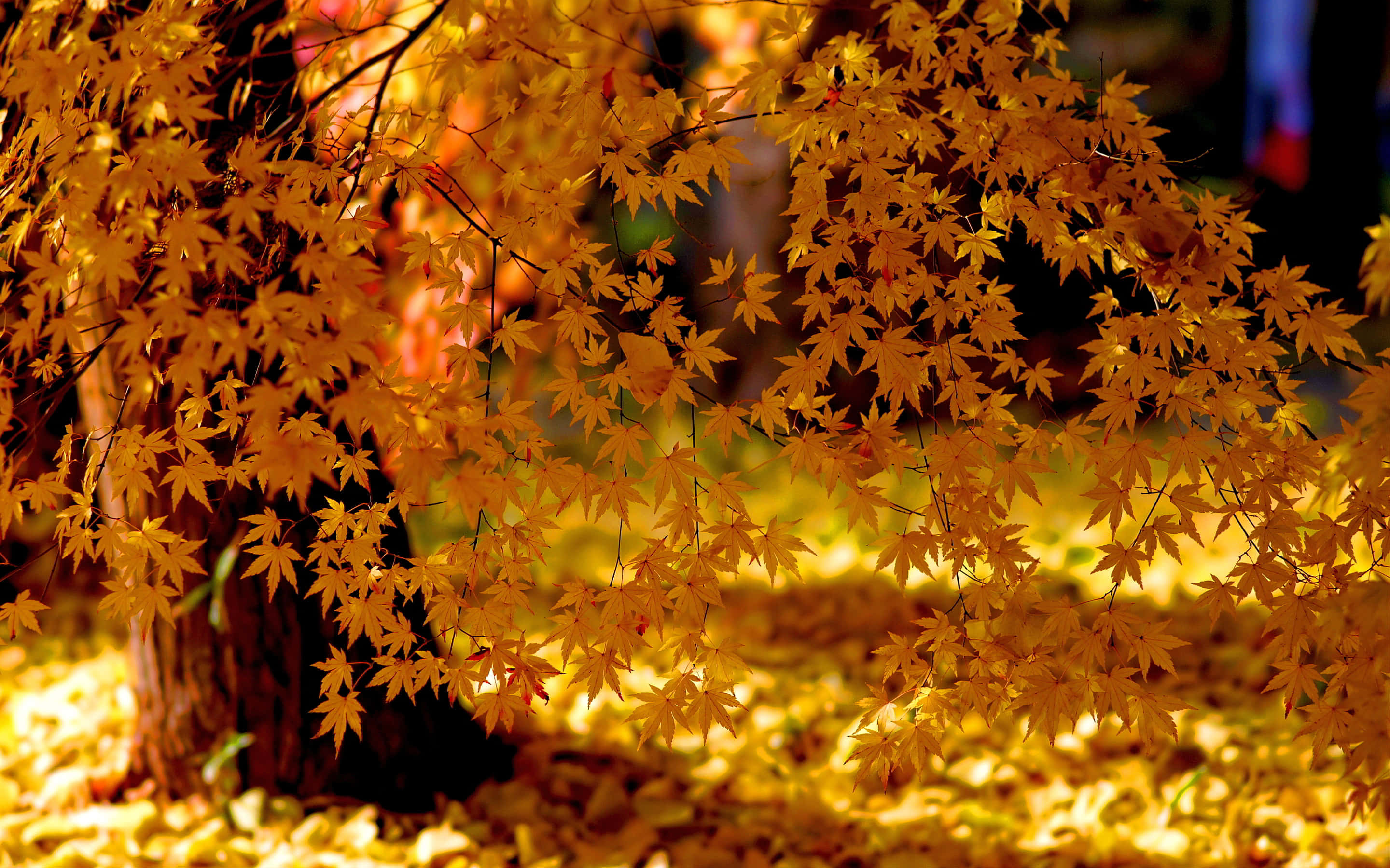 Yellow Leaves 桌布 壁紙 — 金黃色的楓葉在柔和陽光穿過樹枝照射下溫暖地發光，背景是模糊的秋日森林地面。