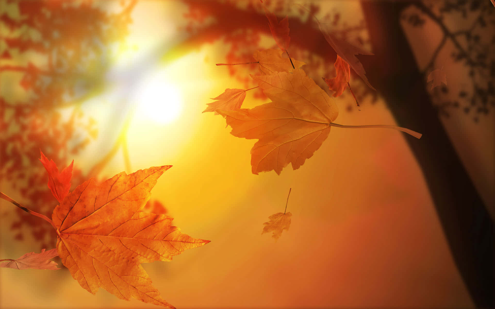 High Resolution Fall 桌布 壁紙 — 金黃色的楓葉在溫暖的陽光中飄蕩，陽光穿過秋天的樹枝。
