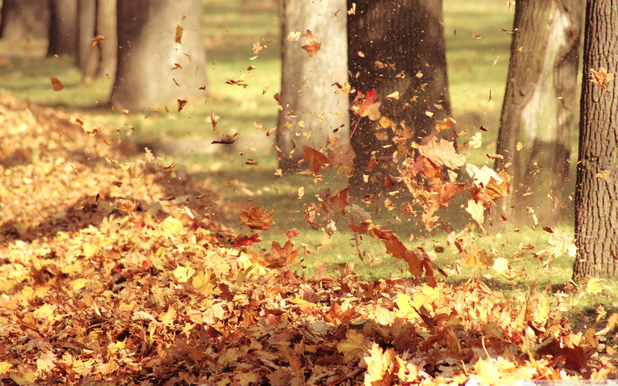 Autumn Wind 桌布 壁紙 — 金黃色的楓葉在陽光明媚的森林空氣中旋轉飄散，落在落葉鋪成的地毯上。