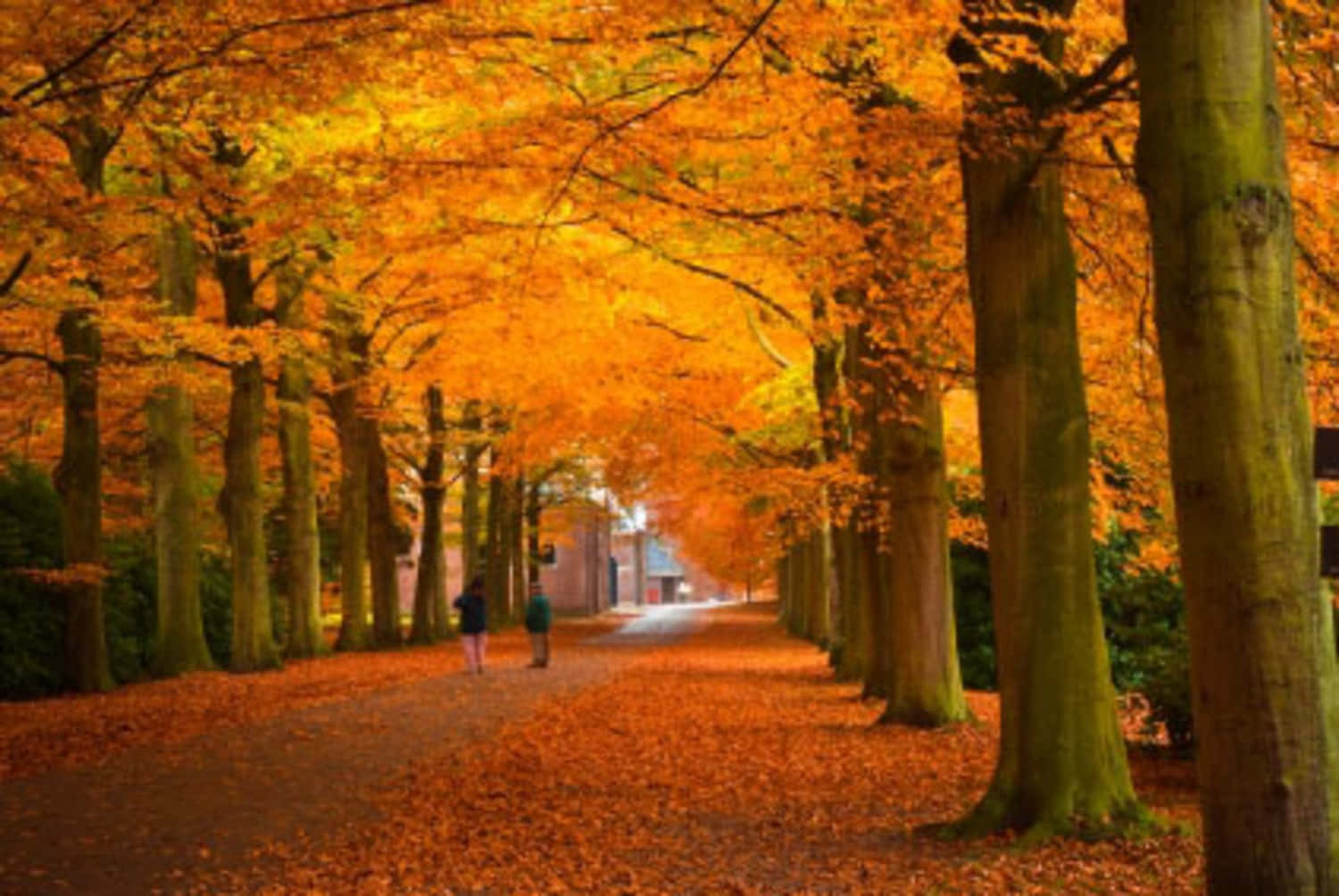 Fall Colors 桌布 壁紙 — 金黃色的樹葉形成充滿活力的秋日樹冠，在小徑上拱起，兩人在溫暖的陽光下漫步。