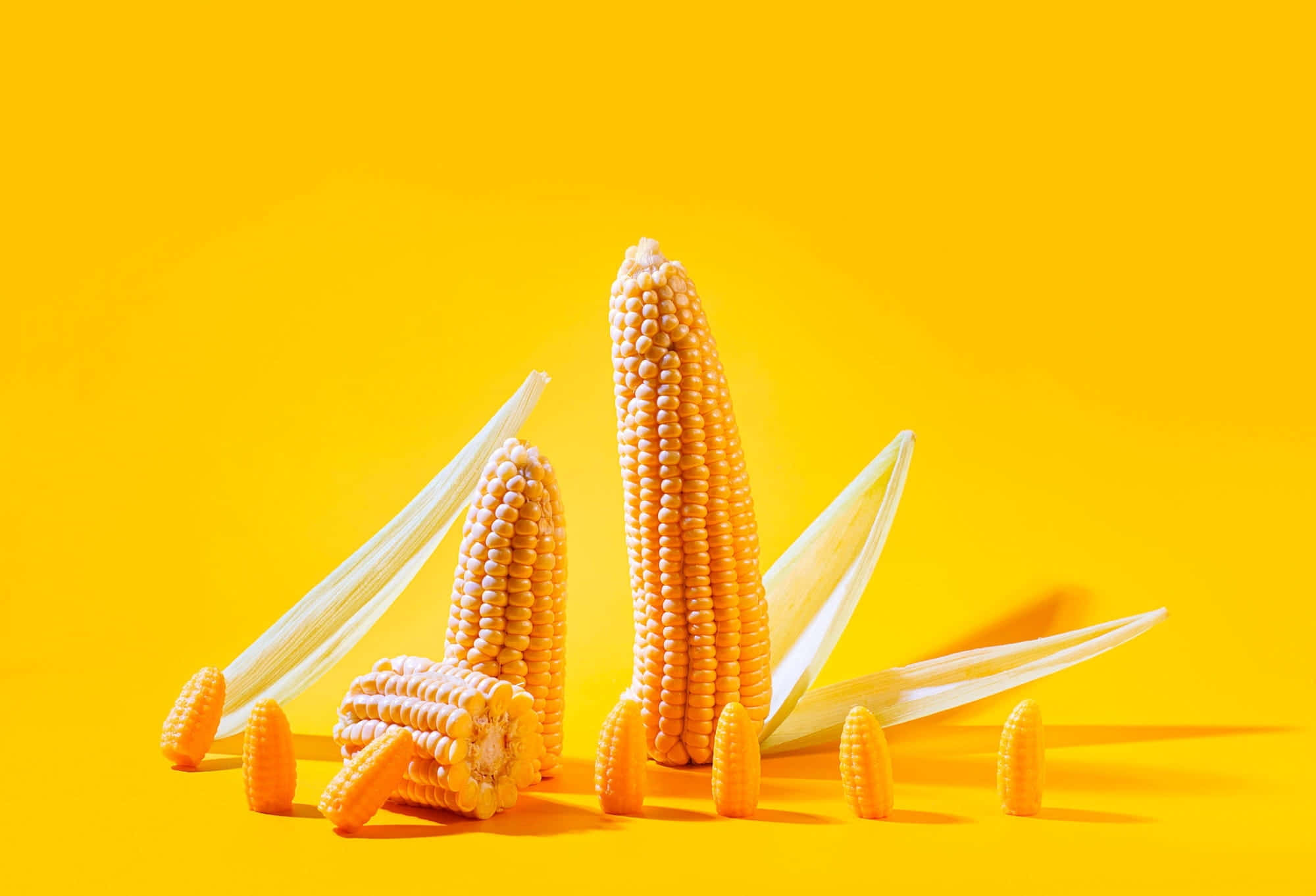 Yellow Corn 桌布 壁紙 — 金黃色的玉米棒和玉米粒在鮮豔的黃色背景上藝術性地排列。