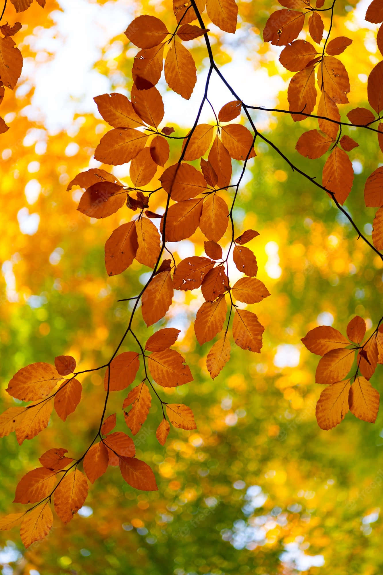 Yellow Leaves 桌布 壁紙 — 金黃色的秋葉在柔和的綠色和黃色模糊背景襯托下溫暖地發光。