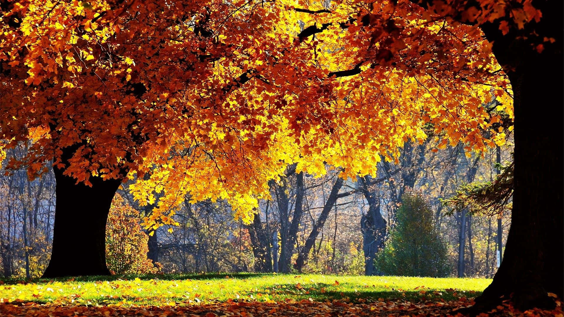 First Day Of Fall 桌布 壁紙 — 金黃色的秋葉垂掛在陽光普照的公園小徑上，在落葉上投下溫暖的陰影。