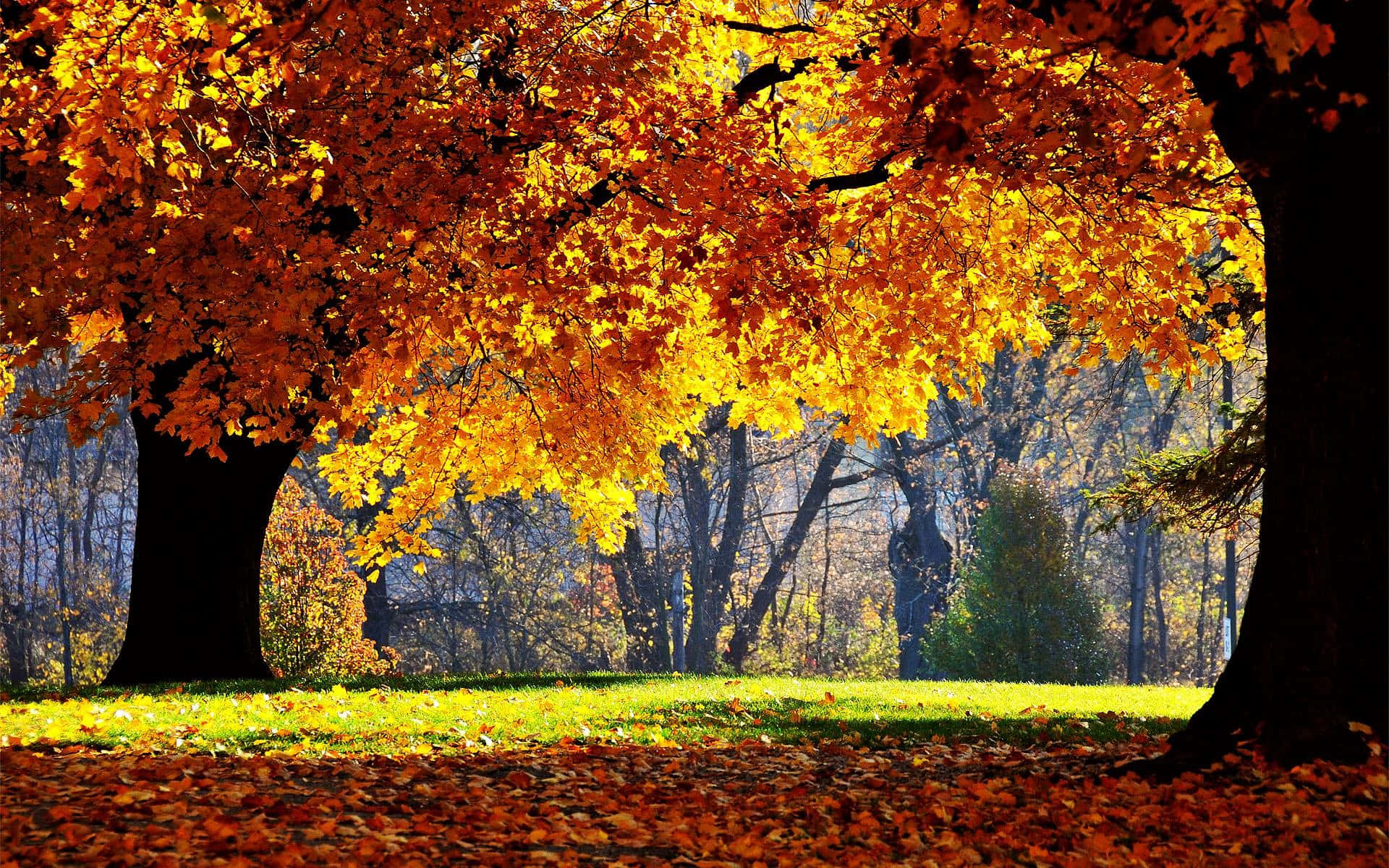 High Resolution Fall 桌布 壁紙 — 金黃色的秋葉垂落在陽光普照、鋪滿落葉的公園小徑上。
