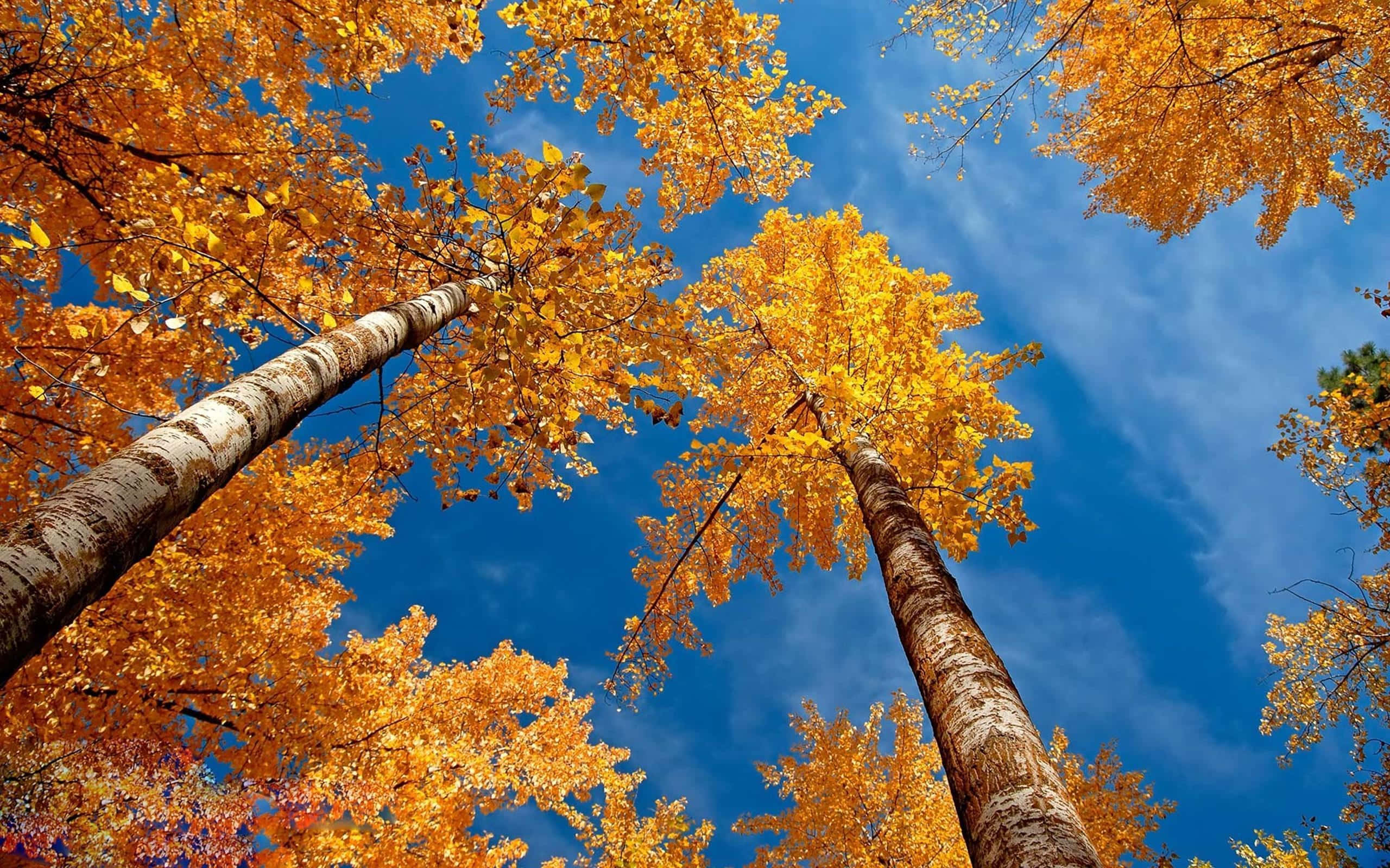 Colorful Trees 桌布 壁紙 — 金黃色的秋葉覆蓋著高聳的樹木，映襯著帶有縷縷白雲的鮮豔藍天。