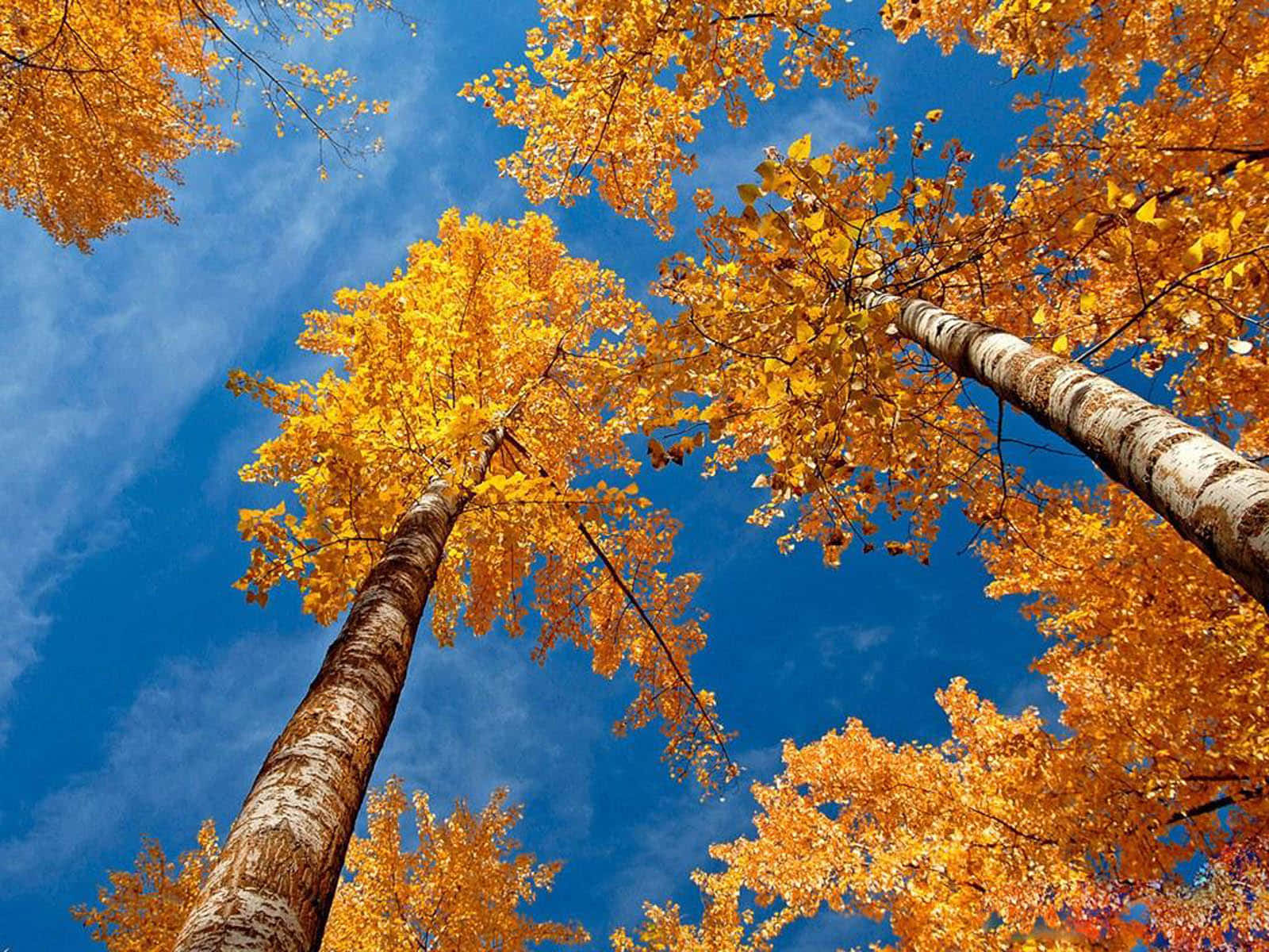 Fall Photography 桌布 壁紙 — 金黃色的秋葉覆蓋著高聳的白樺樹，映襯著帶有縷縷白雲的鮮豔藍天。
