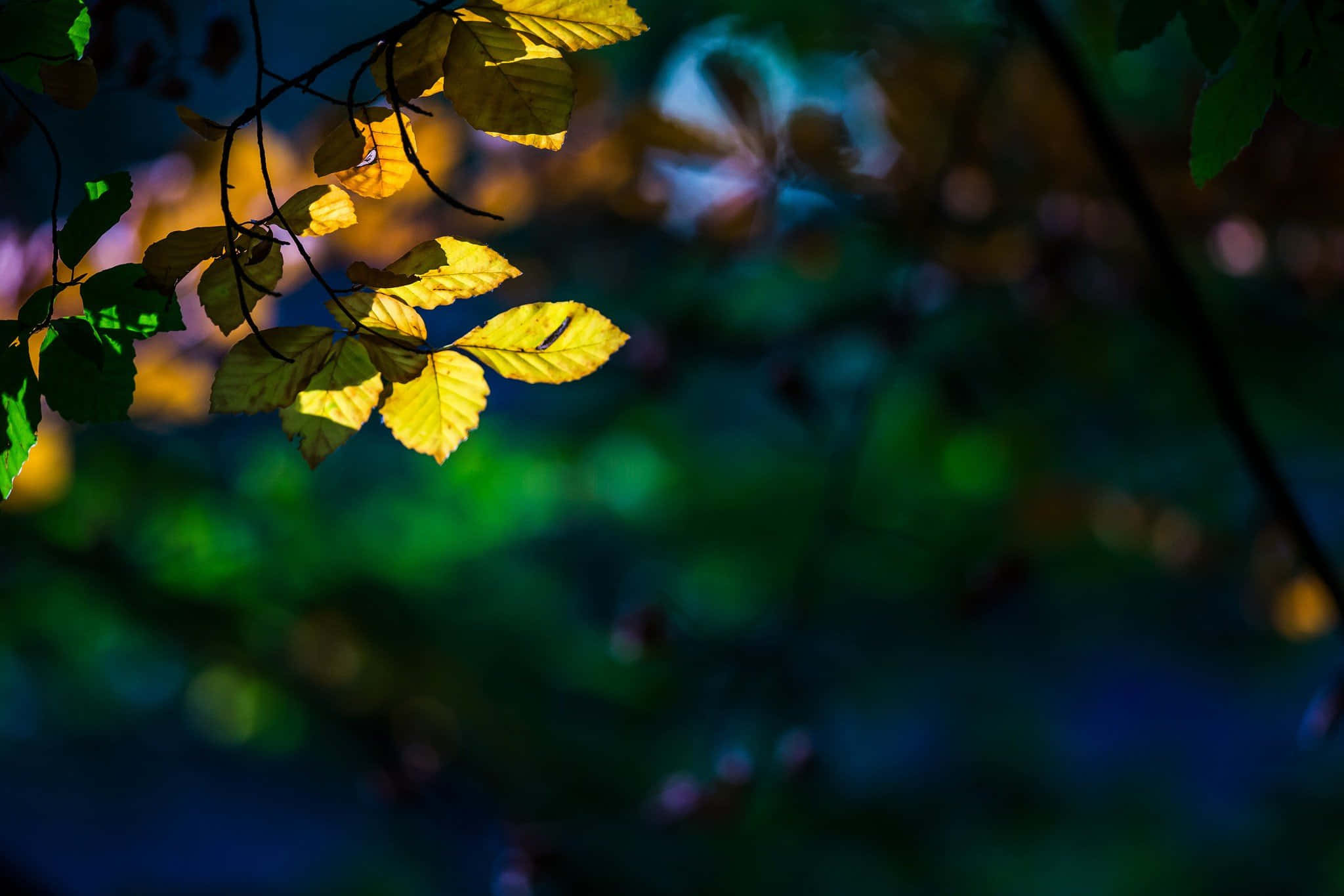 Yellow Leaves 桌布 壁紙 — 金黃色的葉子在柔和的自然光下，在深藍綠色的模糊森林背景中閃耀。