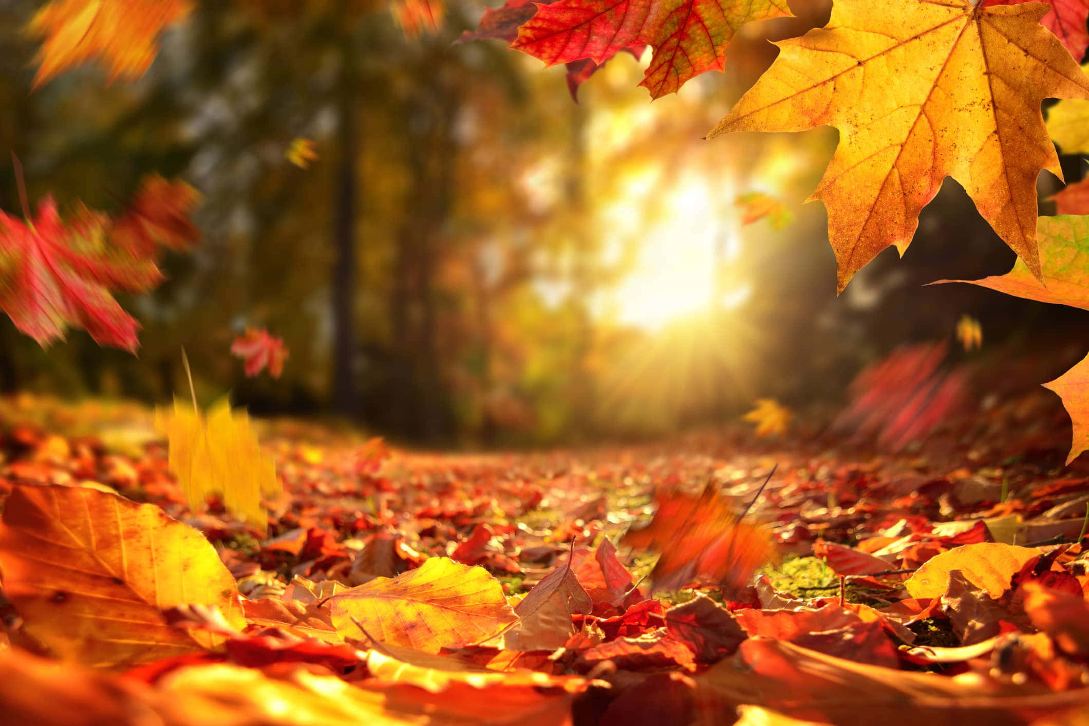 Fall Photography 桌布 壁紙 — 金黃色的陽光穿過飄落的楓葉，鋪滿了秋天的森林小徑。