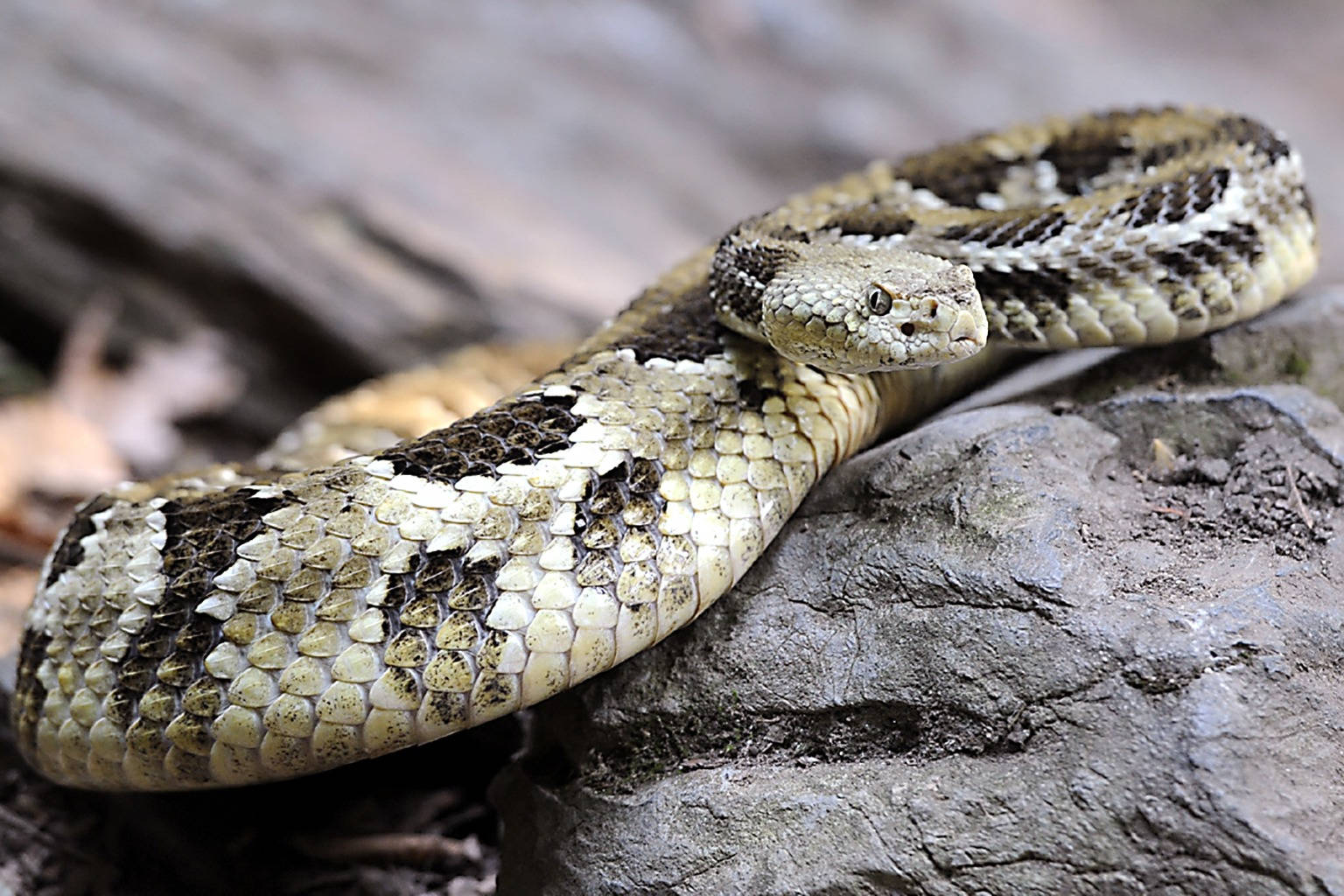 金黑 Timber Rattler 蛇 壁紙 — 一條響尾蛇盤繞在粗糙灰色岩石上的特寫照片，背景是模糊的森林。