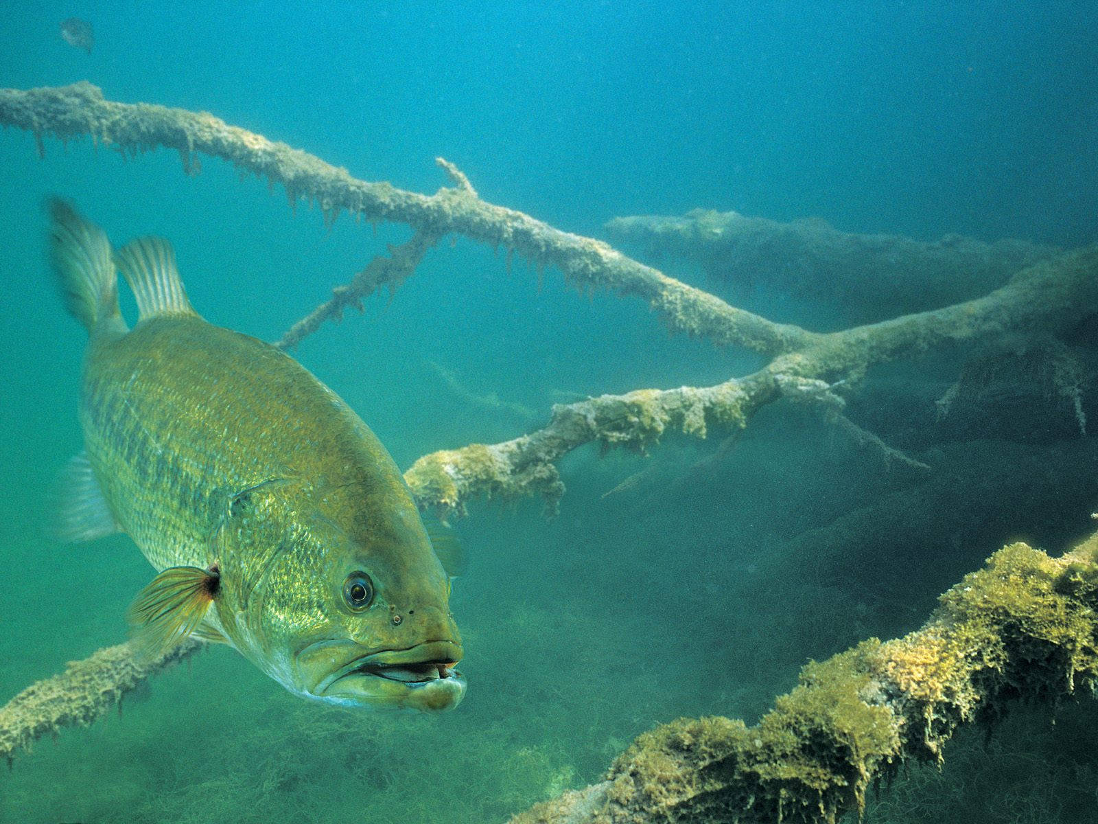 一條大魚在水下靠近沉沒的樹枝游泳。