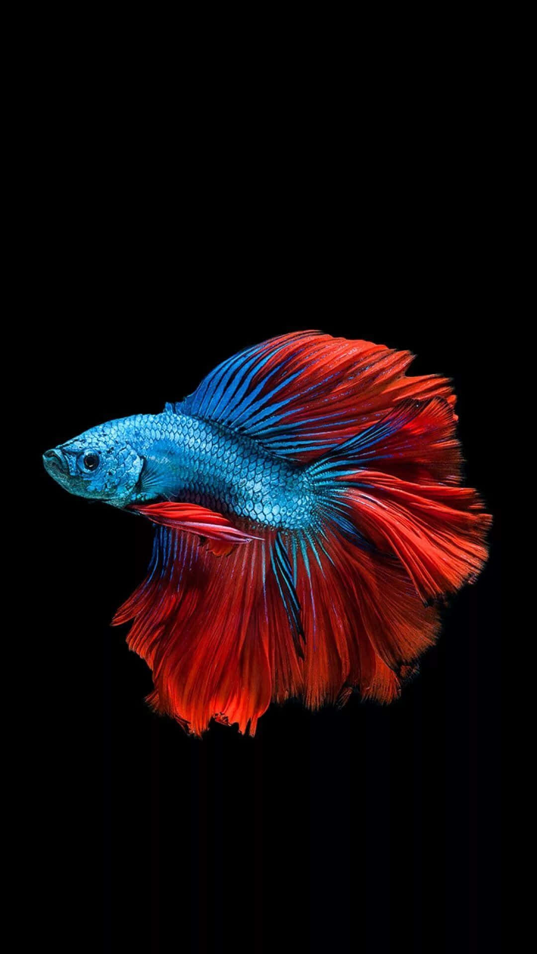 釣魚圖片 壁紙