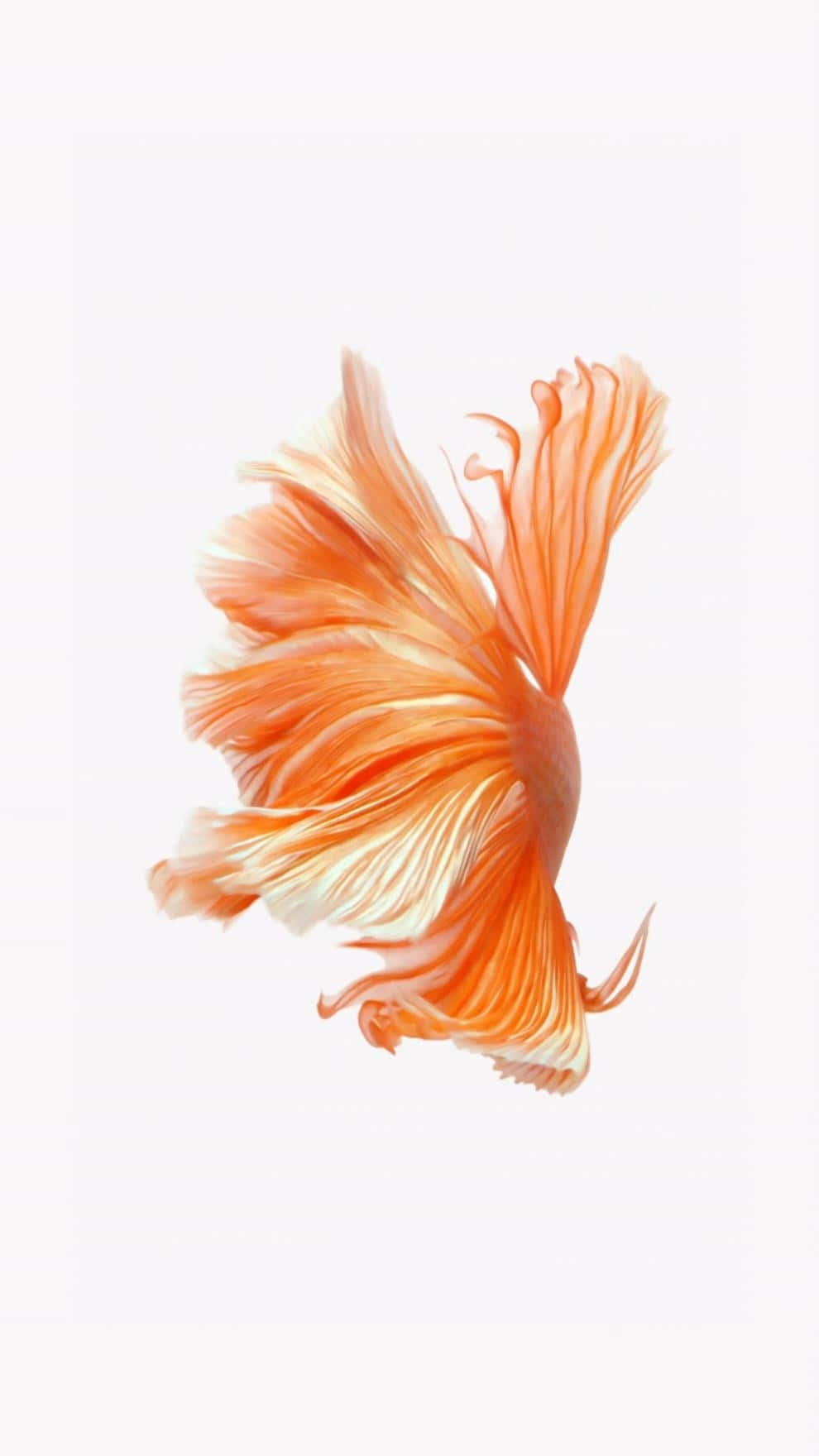 釣魚圖片 壁紙