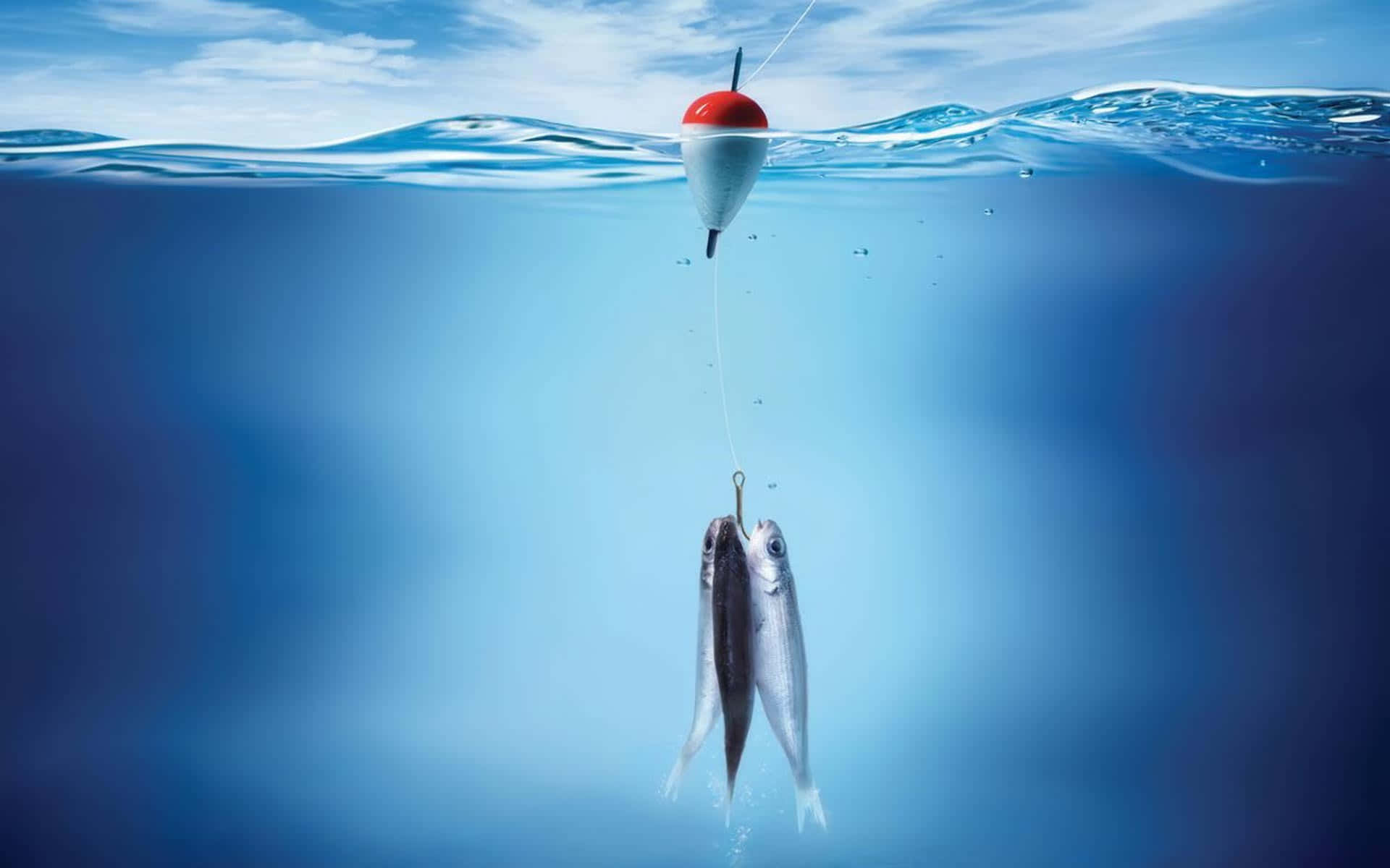 釣魚圖片 壁紙