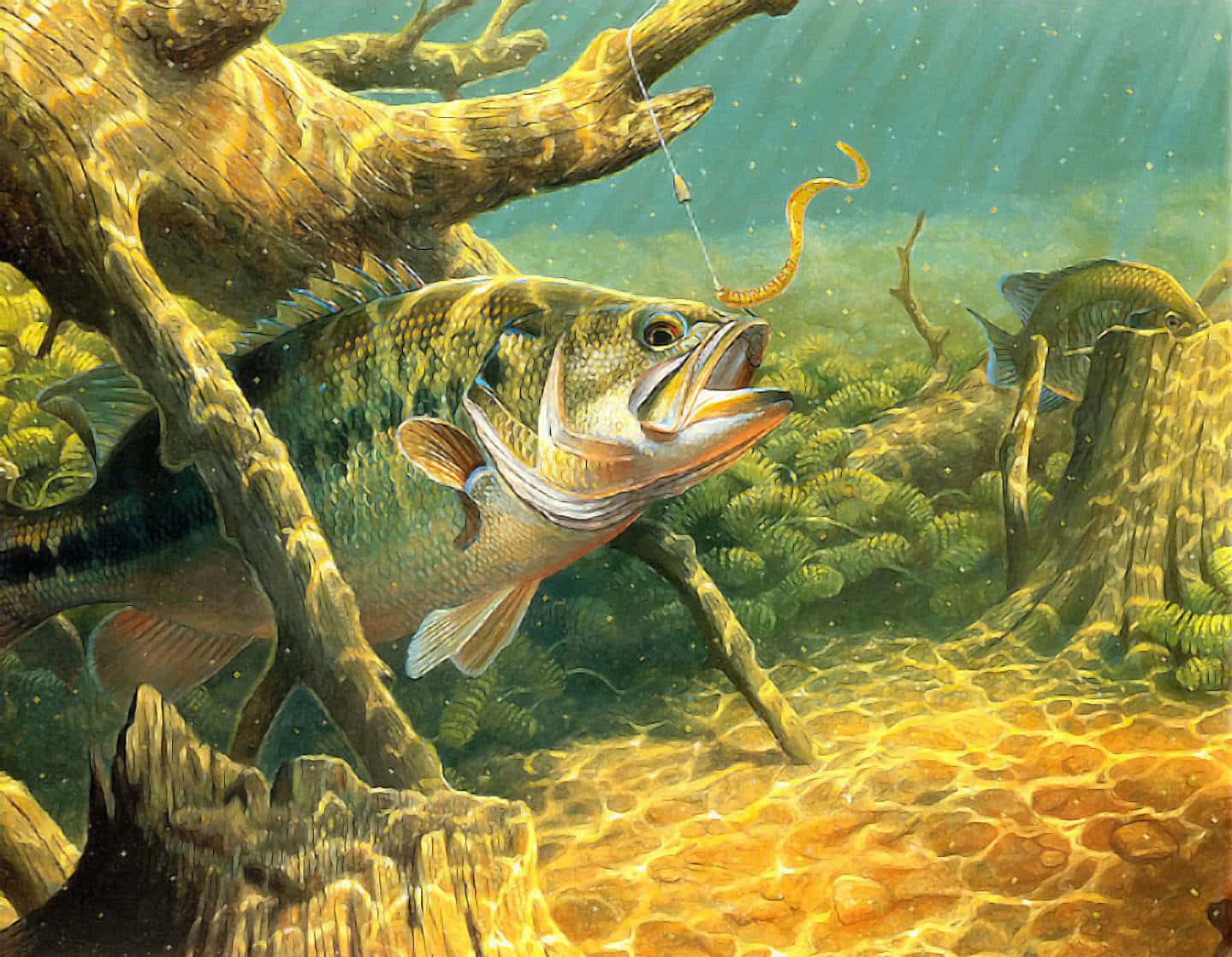釣魚圖片 壁紙