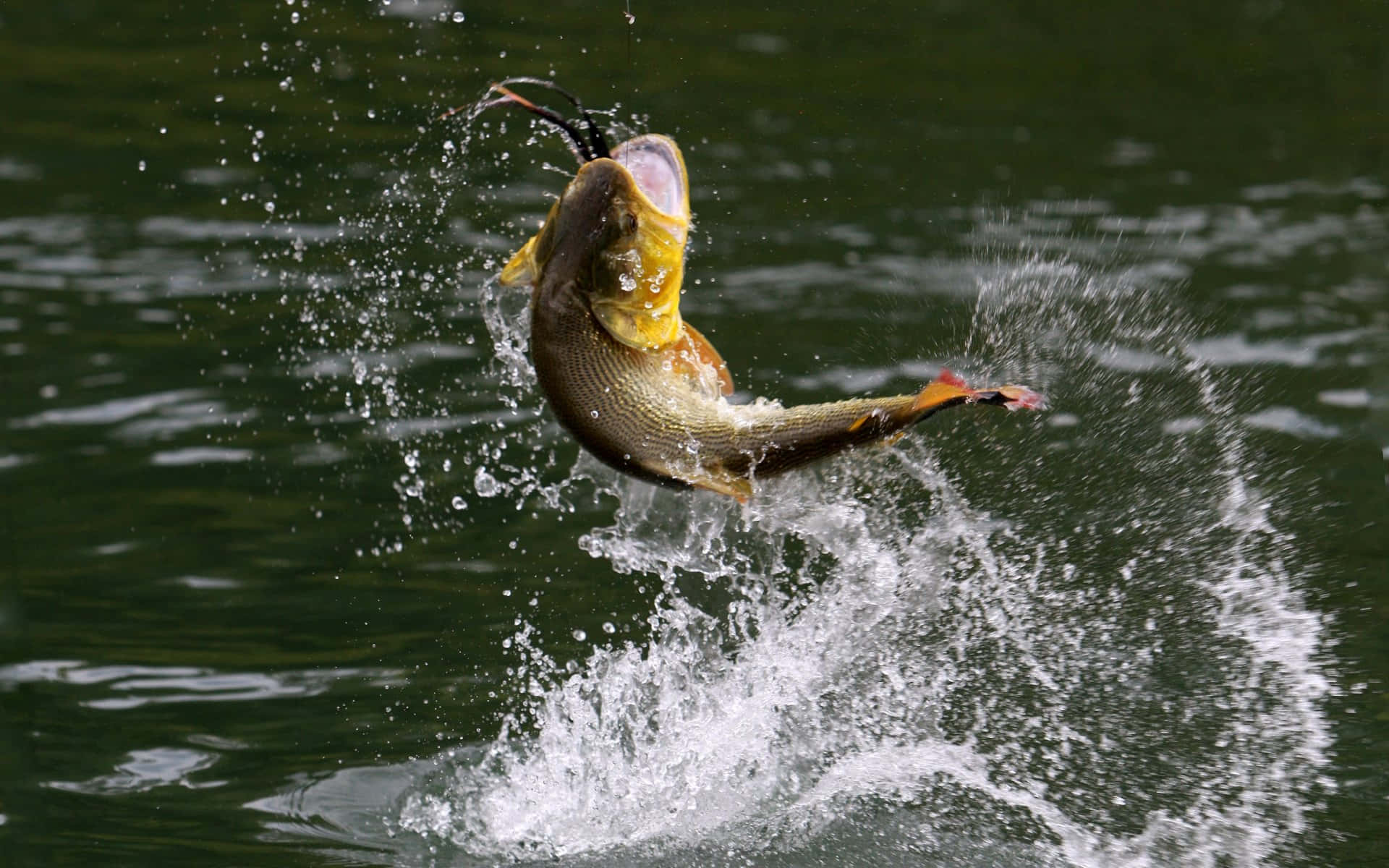 釣魚圖片 壁紙