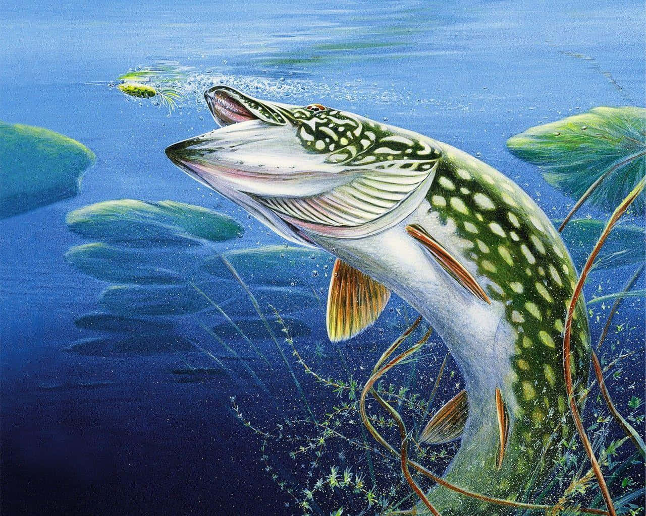 釣魚圖片 壁紙