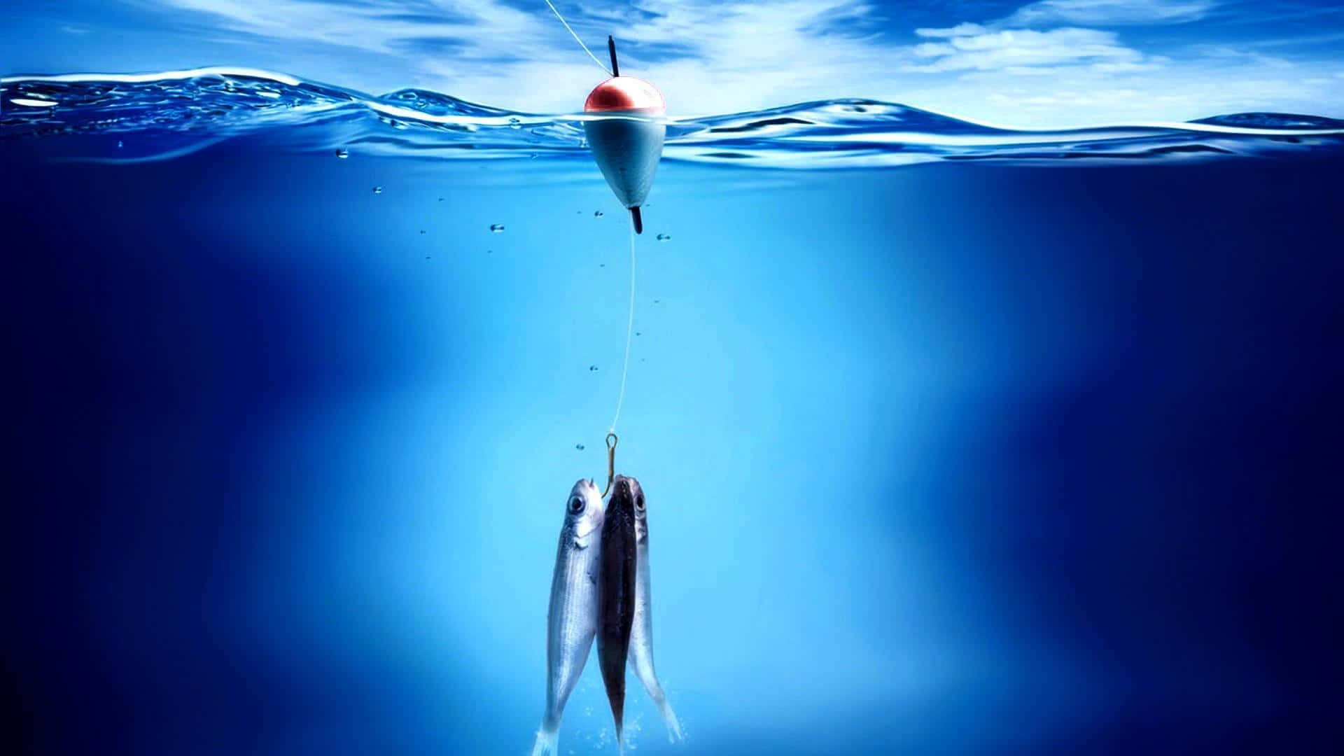 釣魚圖片 壁紙