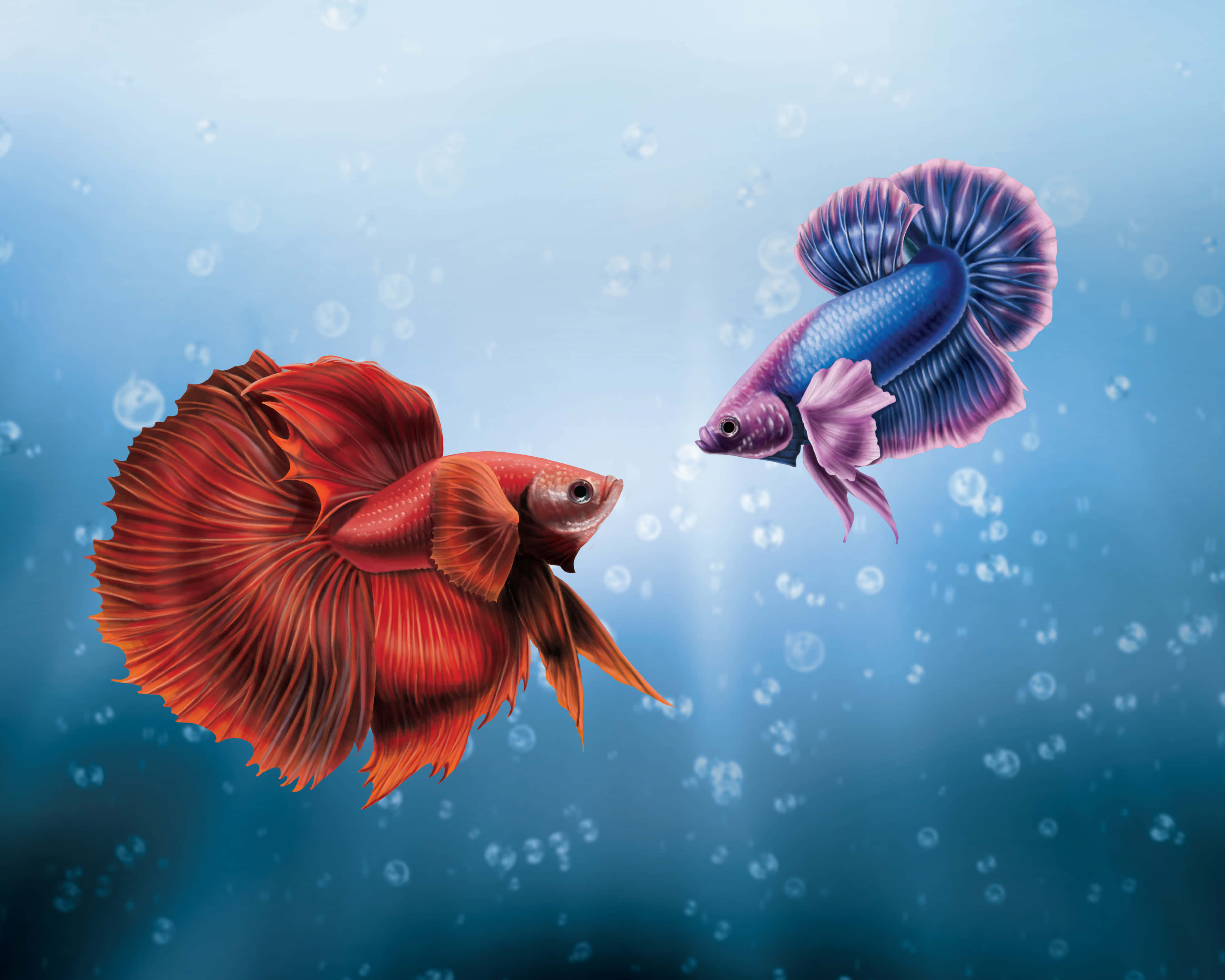 釣魚圖片 壁紙