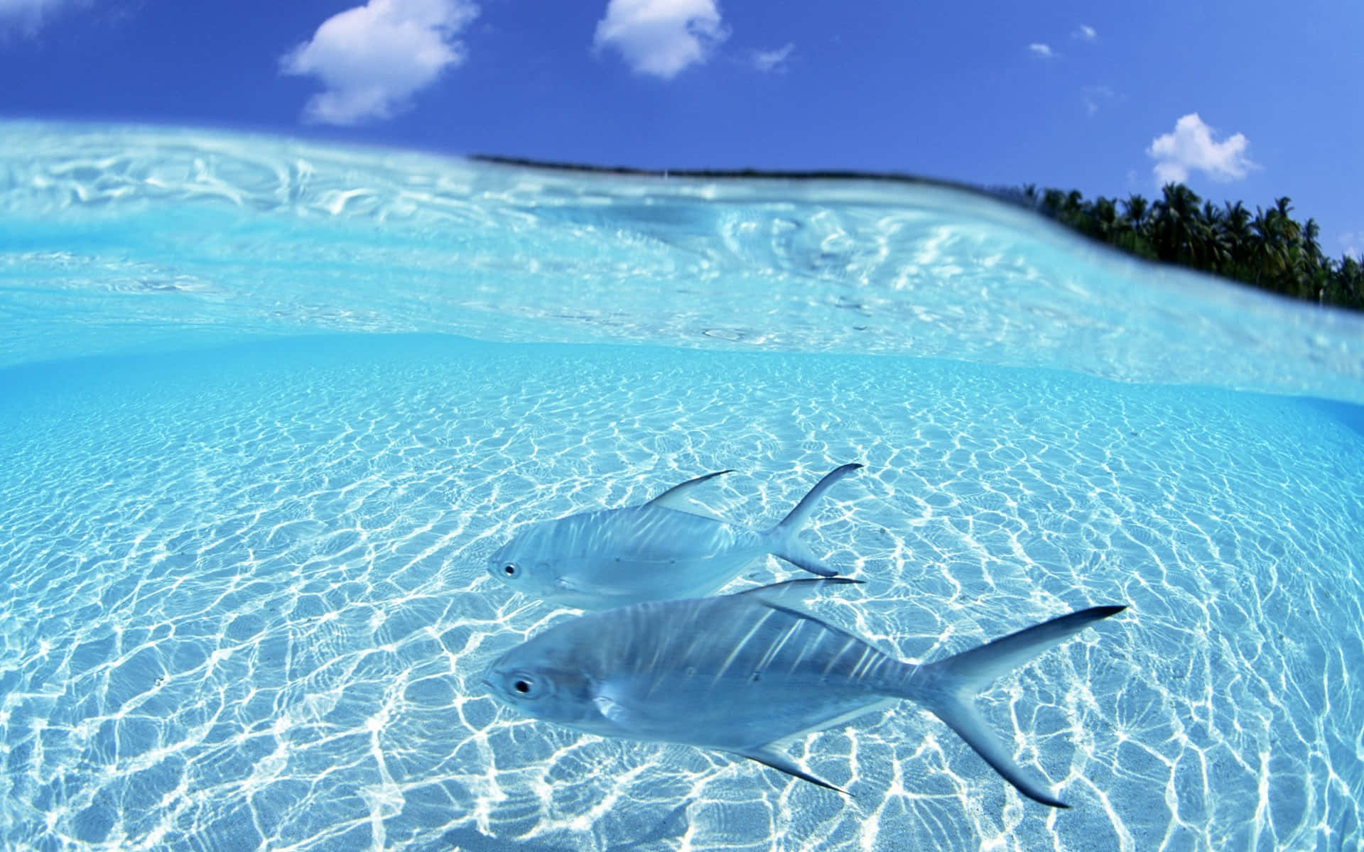 釣魚圖片 壁紙