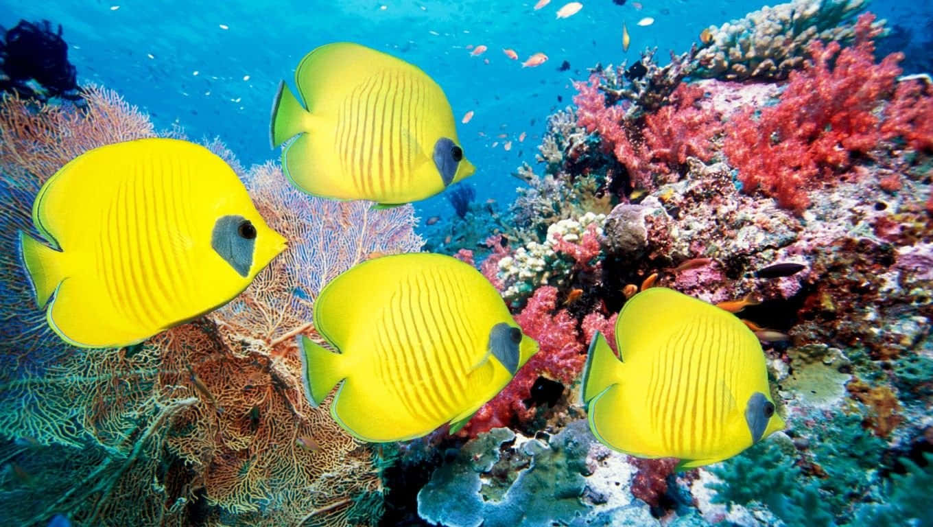 釣魚高手的水中特技——潛入迷人的水下世界，見證海洋生命的創意 壁紙 — 鮮黃色的蝴蝶魚在清澈的藍色熱帶水域中，於色彩繽紛的珊瑚礁間優雅地游動。