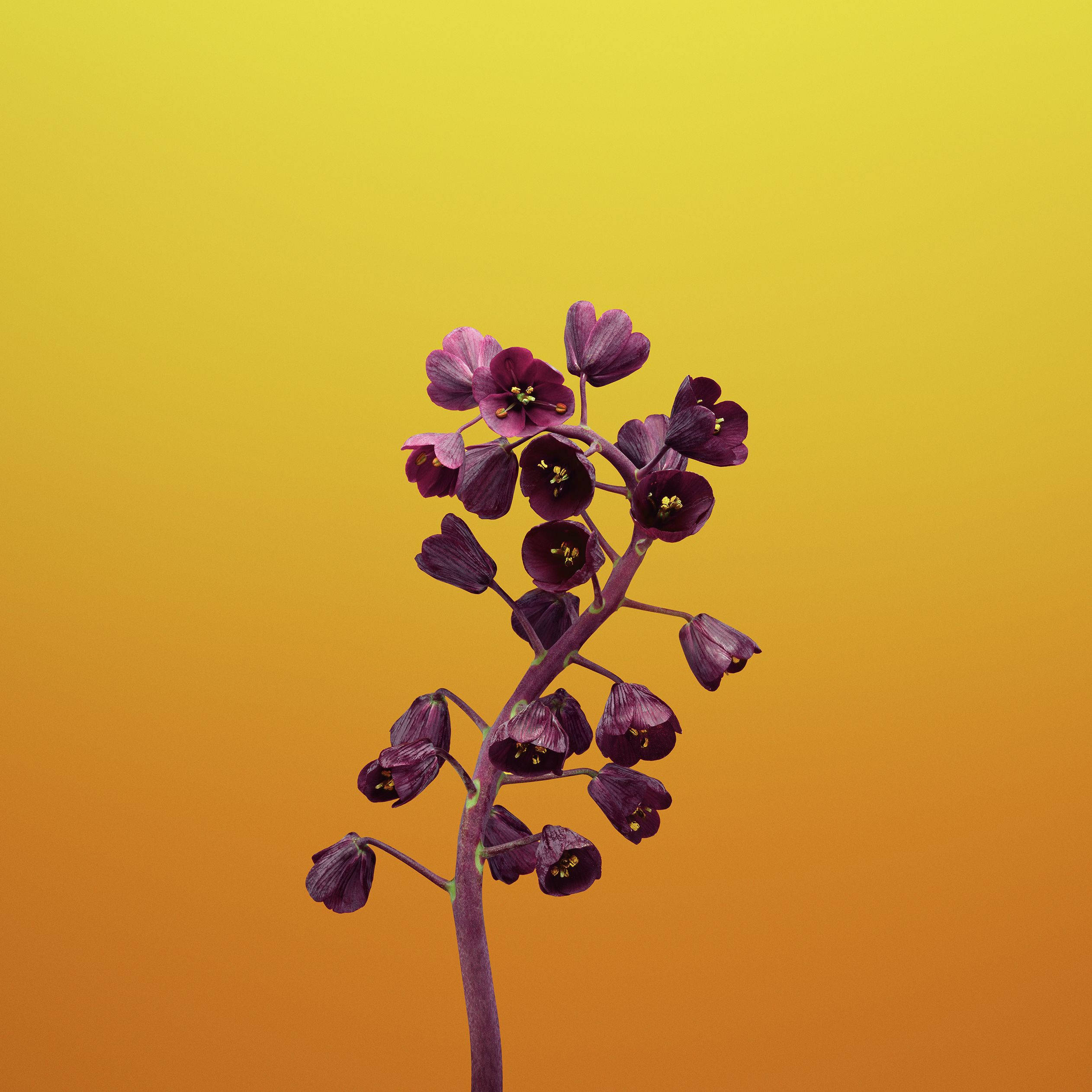 鈴蘭花蘋果壁紙 壁紙 — 一根紫色花莖，開著鐘形花朵，在溫暖的黃色到橙色漸變背景襯托下挺立。