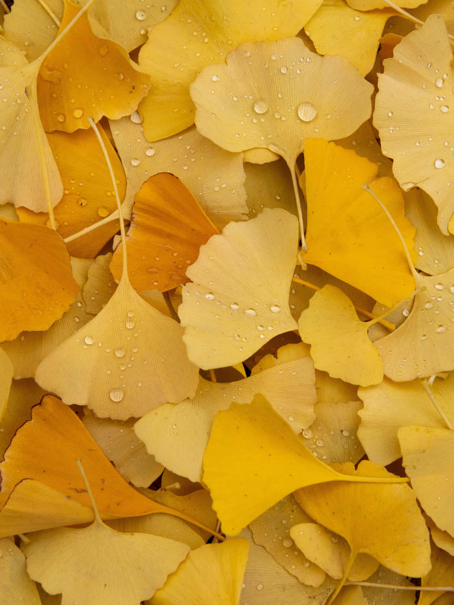 Yellow Leaves 桌布 壁紙 — 銀杏葉的近距離特寫，呈現溫暖的黃色調，每片葉子都點綴著閃閃發光的水珠。