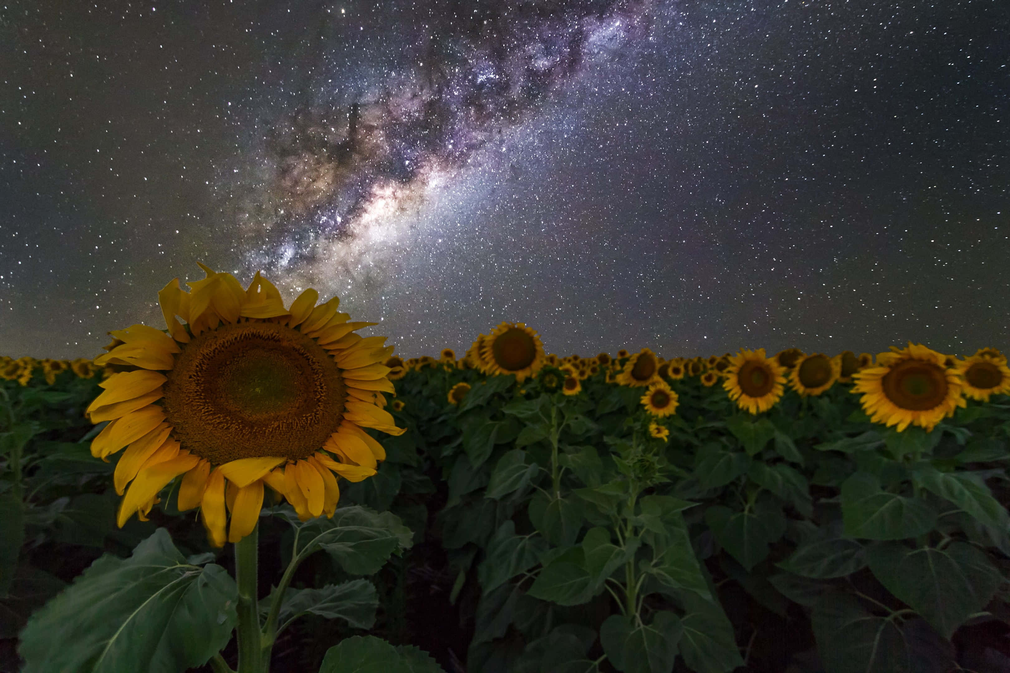 銀河星空下的向日葵田 壁紙 — 一片充滿活力的向日葵田仰望銀河系在繁星點點的夜空中閃耀。