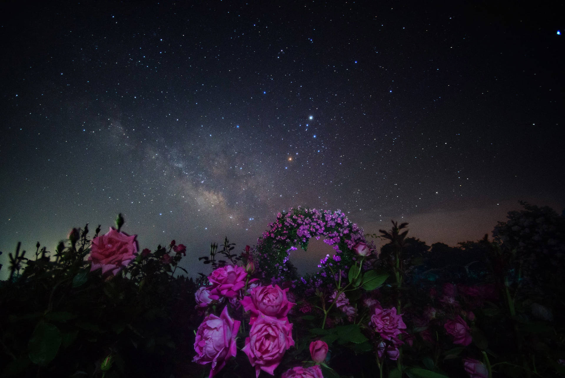 粉紅玫瑰在星空下，銀河可見