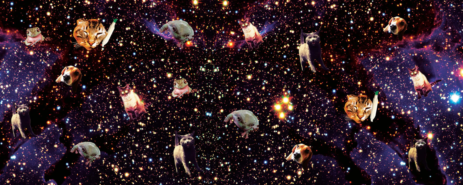 貓狗在星空宇宙場景中漂浮。