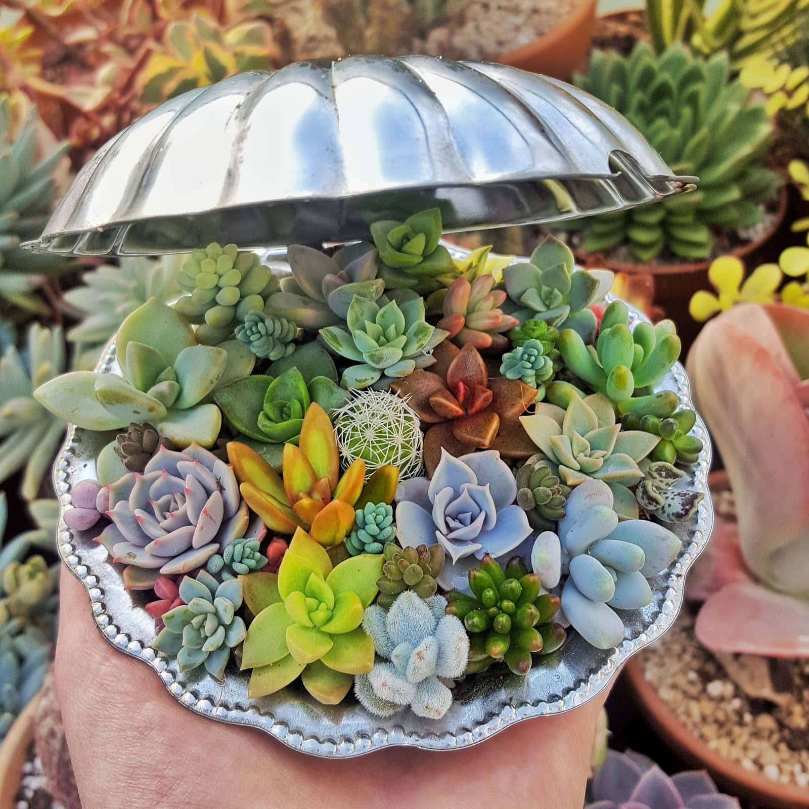 銀色容器中的多肉植物 壁紙 — 一隻手拿著一個銀色有蓋的碟子，裡面裝滿了色彩繽紛的多肉植物和仙人掌，呈現出鮮豔的綠色、紫色和黃色。