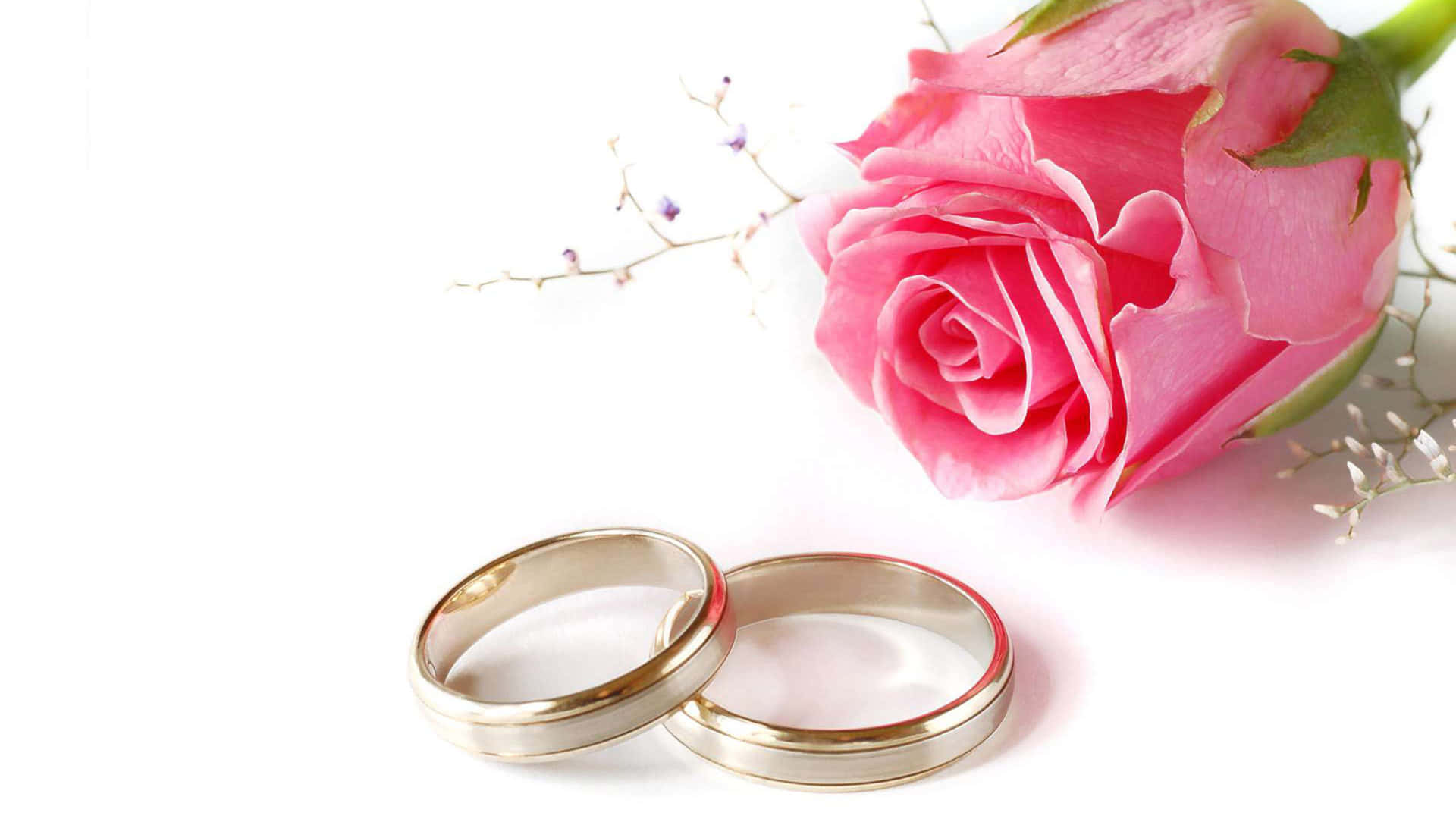 兩枚金色結婚戒指放在粉紅玫瑰旁，白色背景