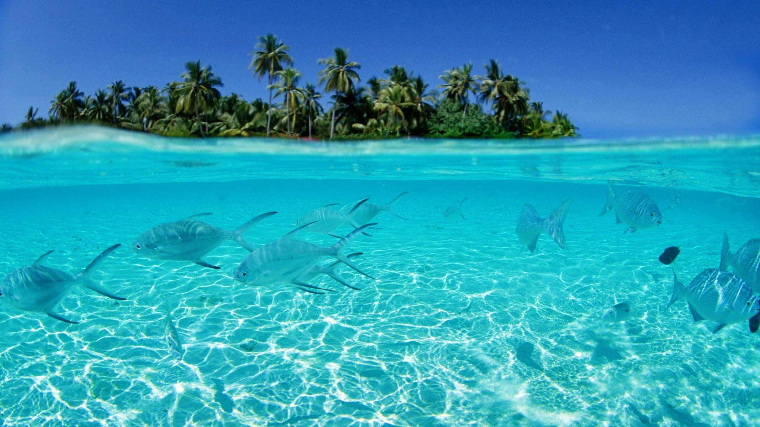 Aquatic 桌布 壁紙 — 銀色魚群喺棕櫚樹環繞嘅熱帶島嶼上面嘅清澈碧綠海水入面游水嘅水底景觀。