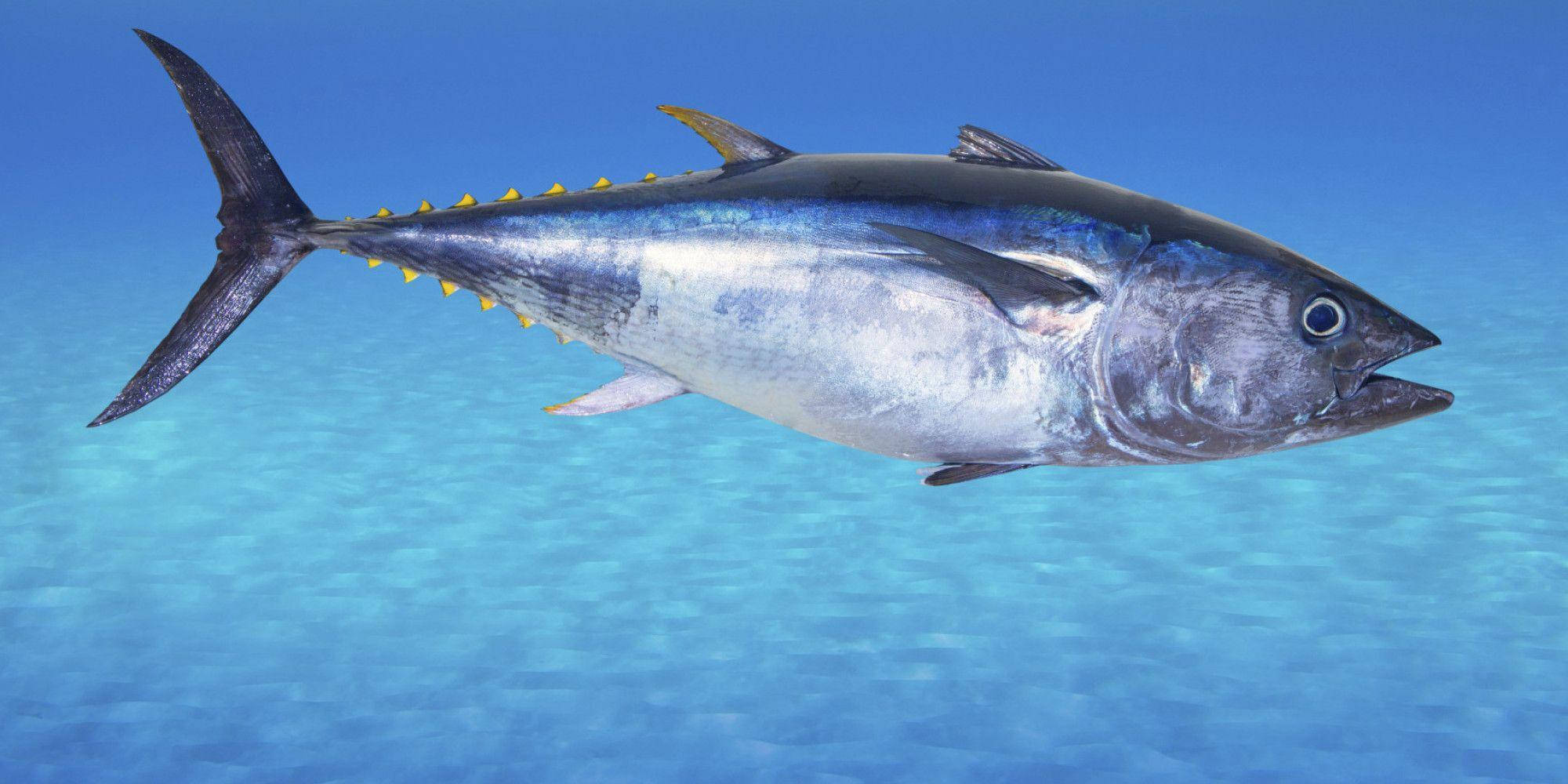 銀鱗藍鰭鯖 壁紙 — 一條流線型的藍鰭吞拿魚在明亮的日光下，於清澈的碧綠海水中滑行。