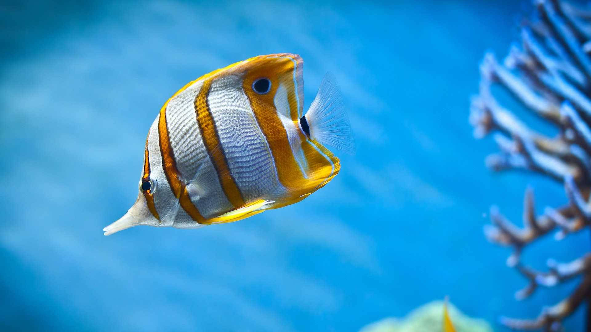 蝴蝶魚在藍色海洋的珊瑚礁附近游動