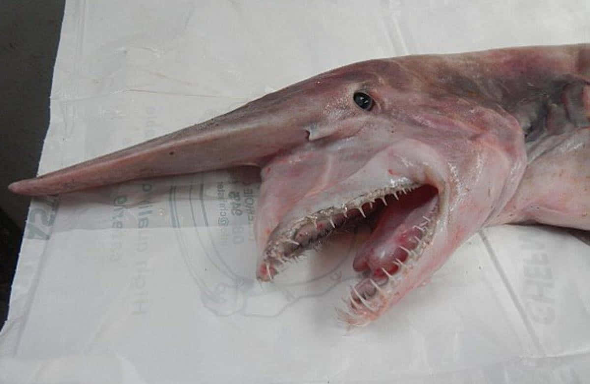 哥布林鯊魚頭部，長吻和鋒利牙齒在白色紙張上。 — 鯊魚 GIF 壁紙