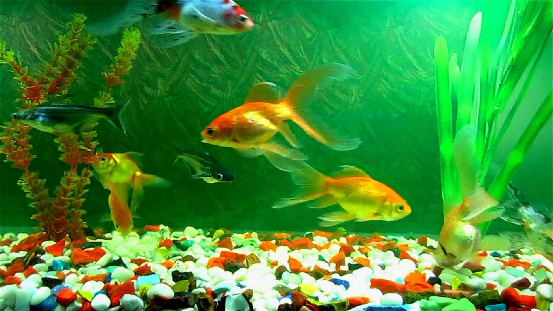 鋪滿卵石魚缸背景 壁紙 — 色彩繽紛的金魚和黑色魚在發光的水族箱中，在綠色植物和彩色鵝卵石之間優雅地游動。