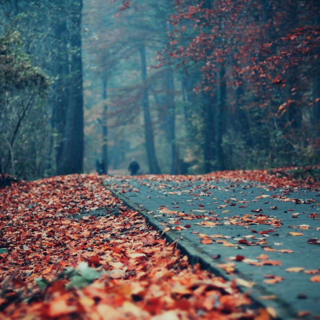 鋪滿紅葉的林間小徑 壁紙