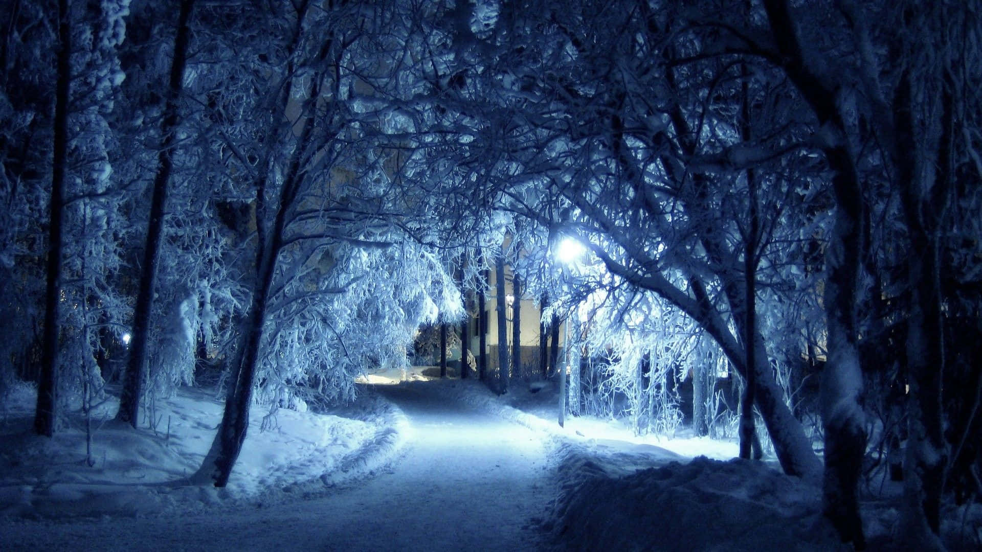 鋪滿雪的小徑，兩旁有樹木和燈光 壁紙